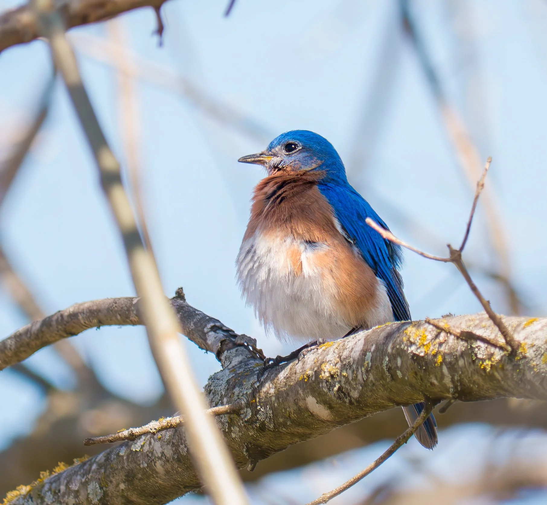 Eastern Bluebird - Austin, Texas