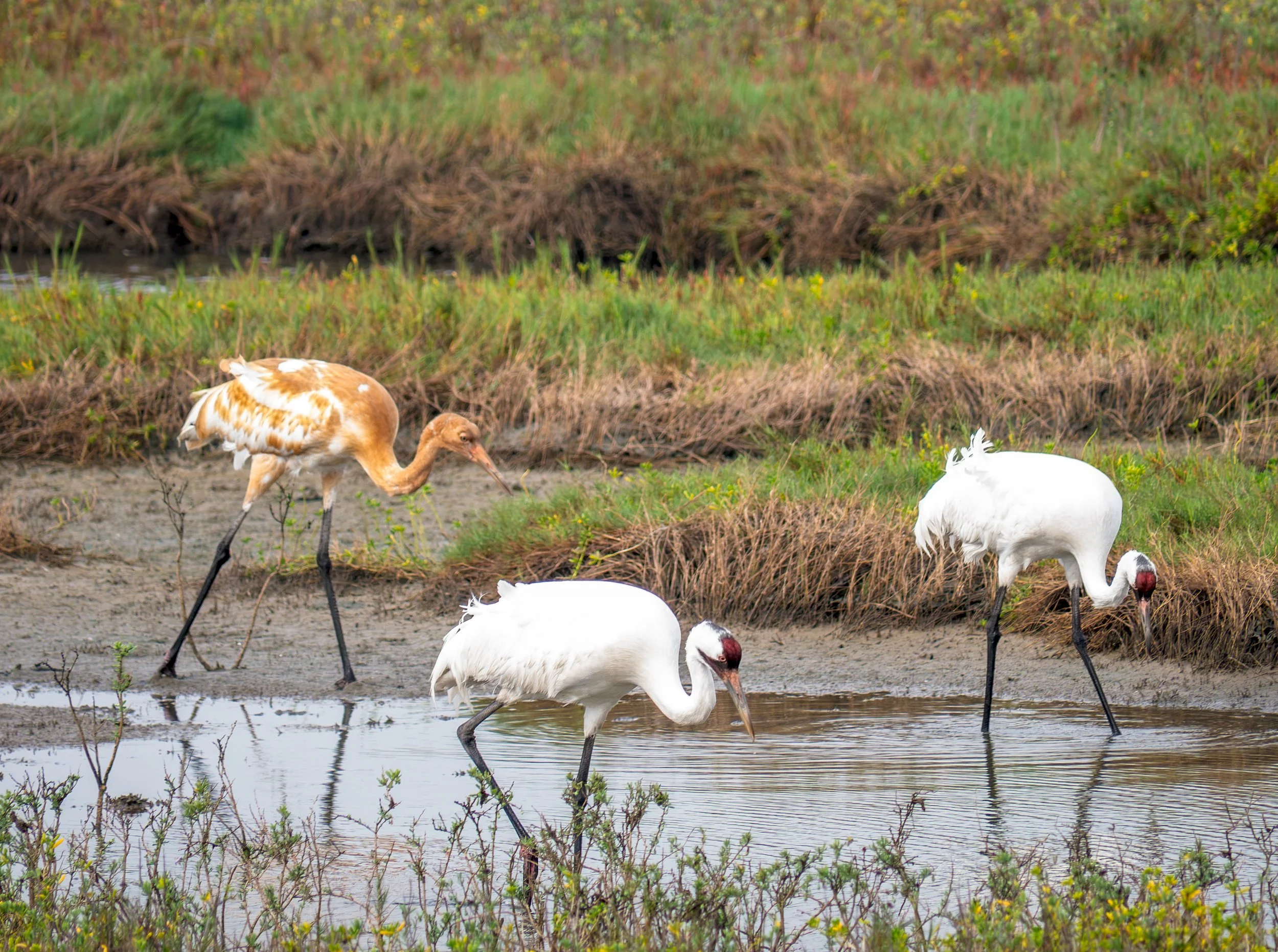 Whooping Cranes - Aransas National Wildlife Refuge, near Austwell, Texas