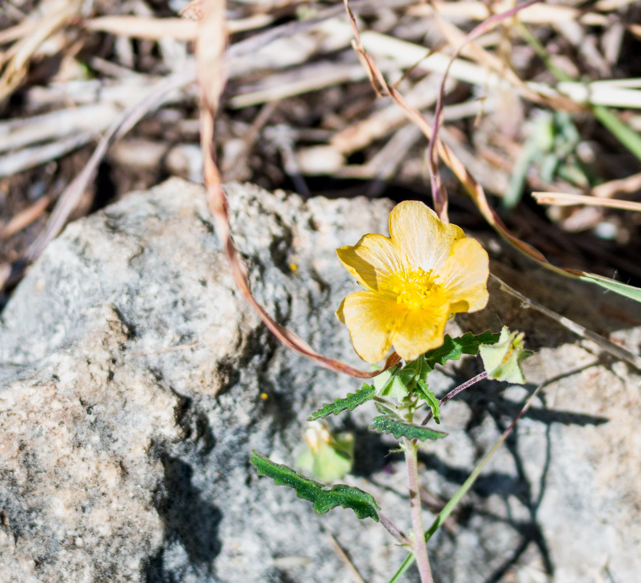 Texas False Mallow - Austin, Texas