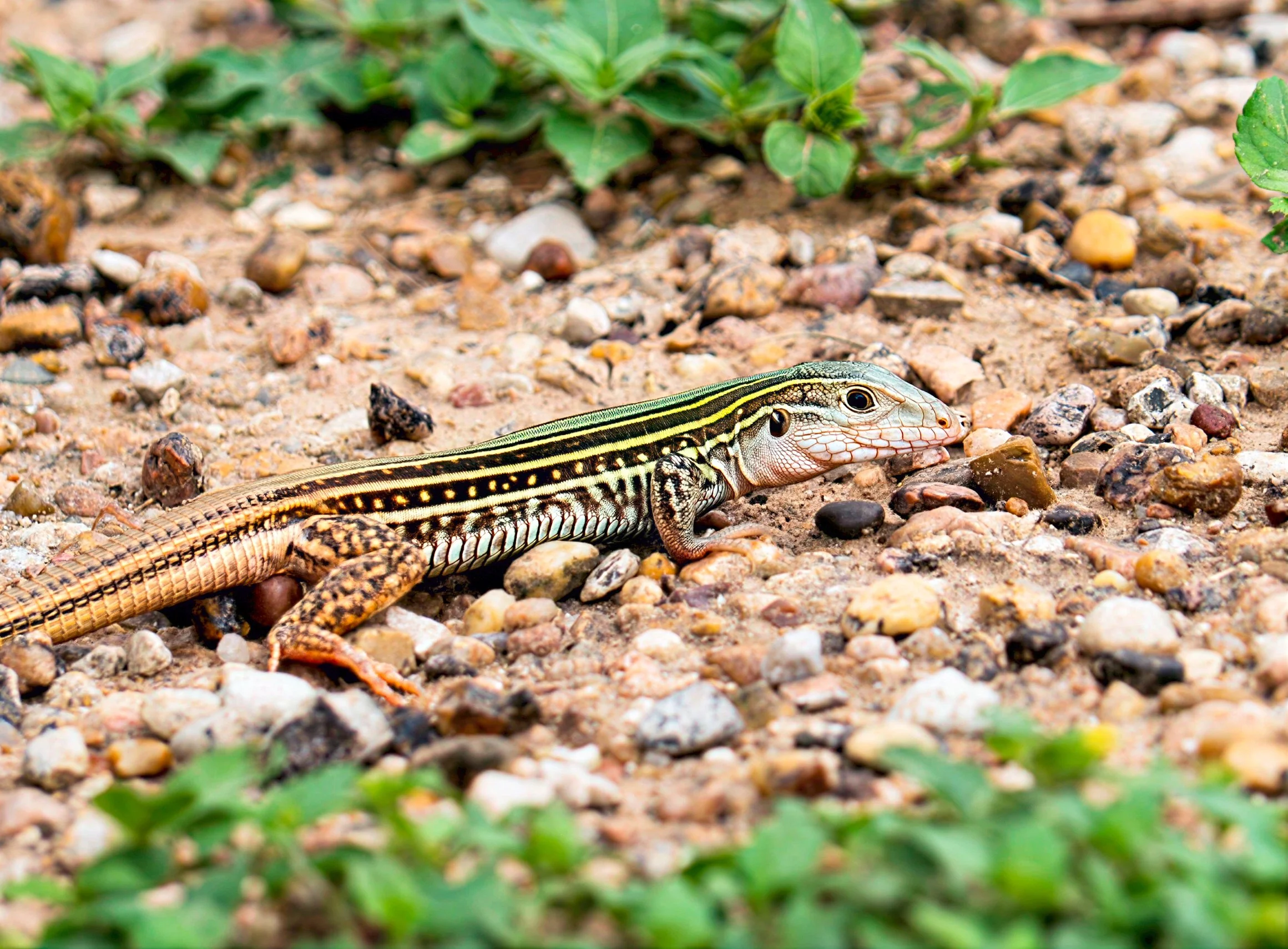 Close-up of a Texas Whiptail Lizard with black and yellow stripes on sandy ground with small rocks and green plants.