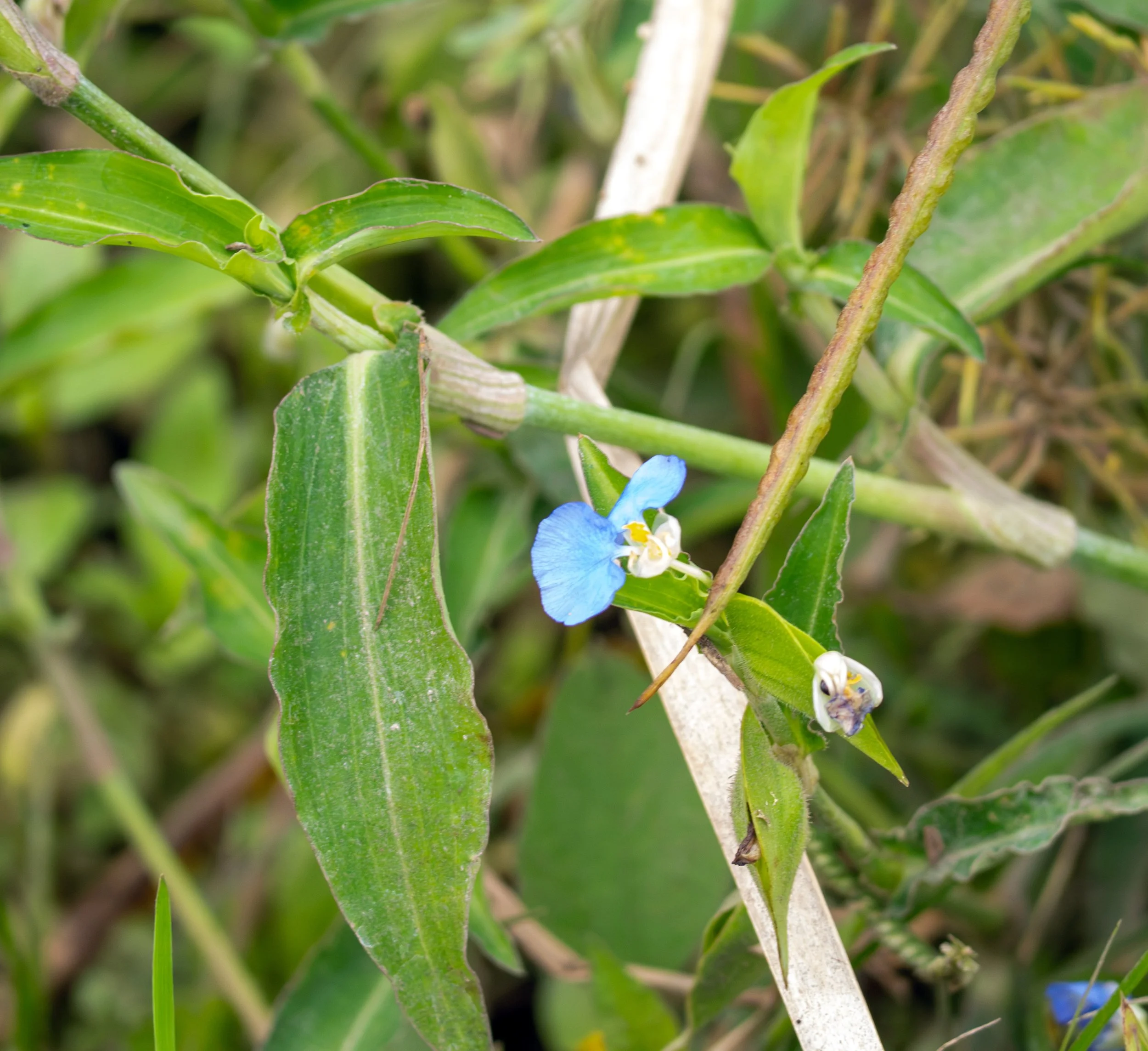 Whitemouth Dayflower - Austin, Texas