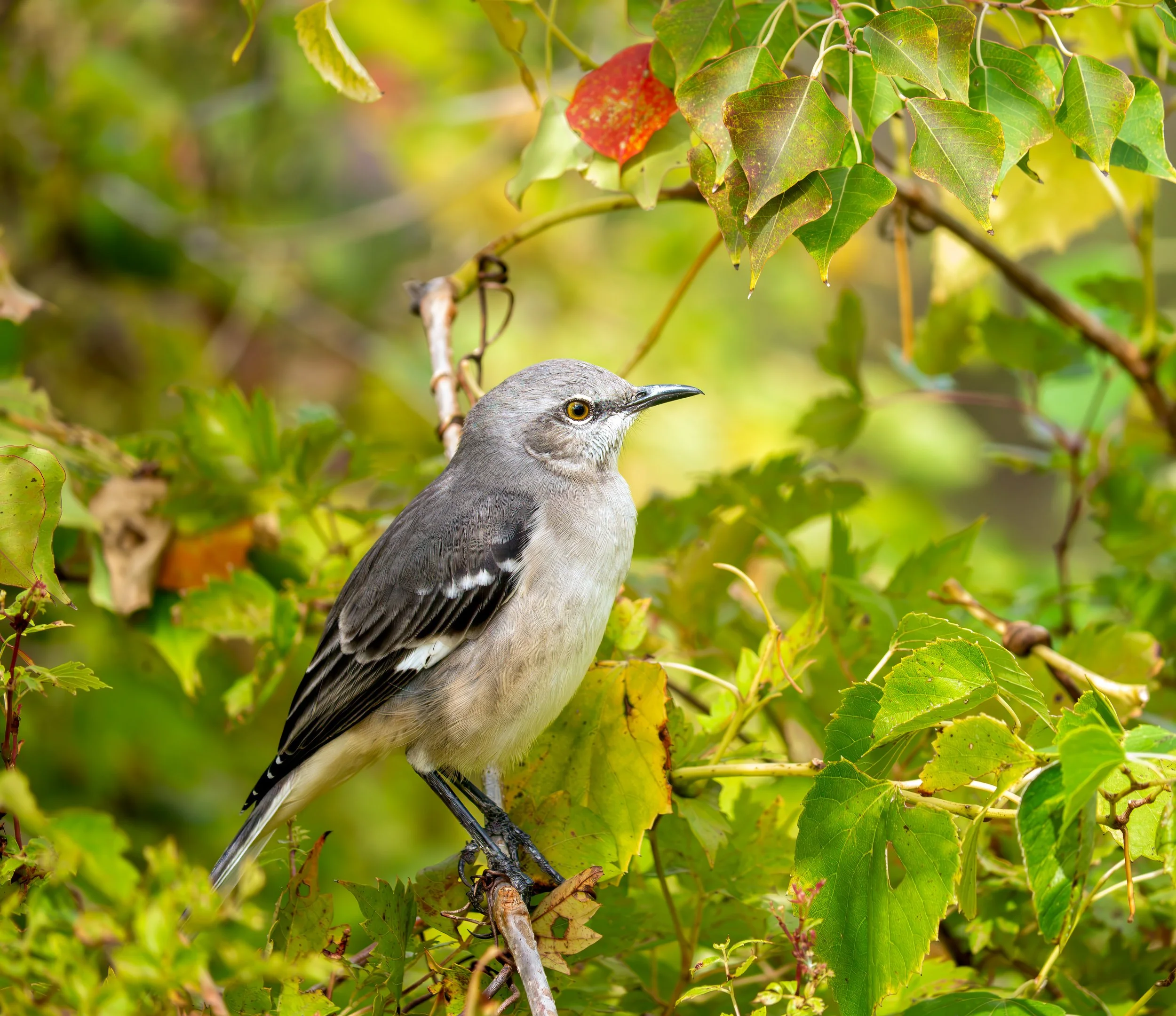 Northern Mockingbird - Austin, Texas