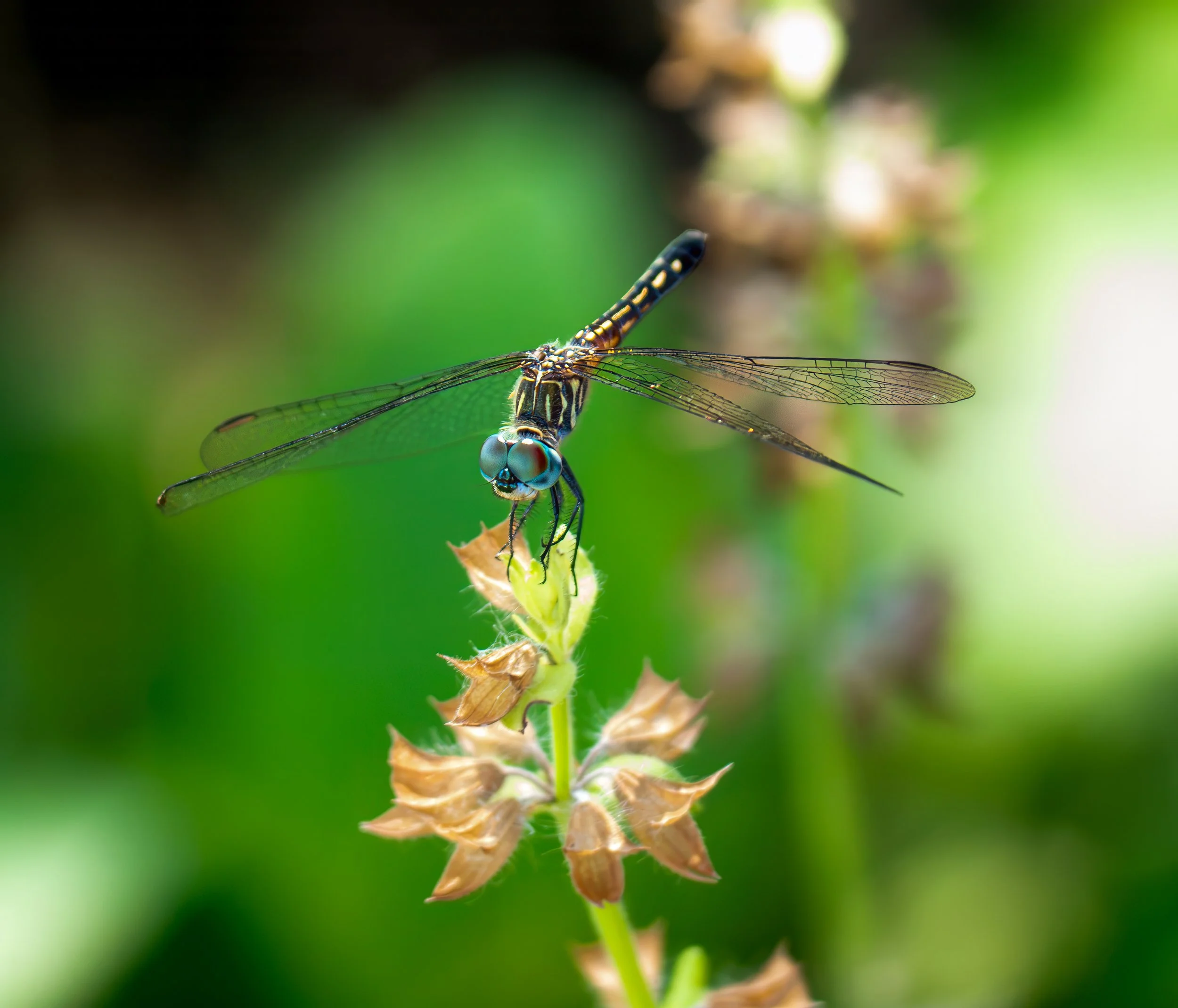 Blue Dasher Dragonfly - Pflugerville, Texas