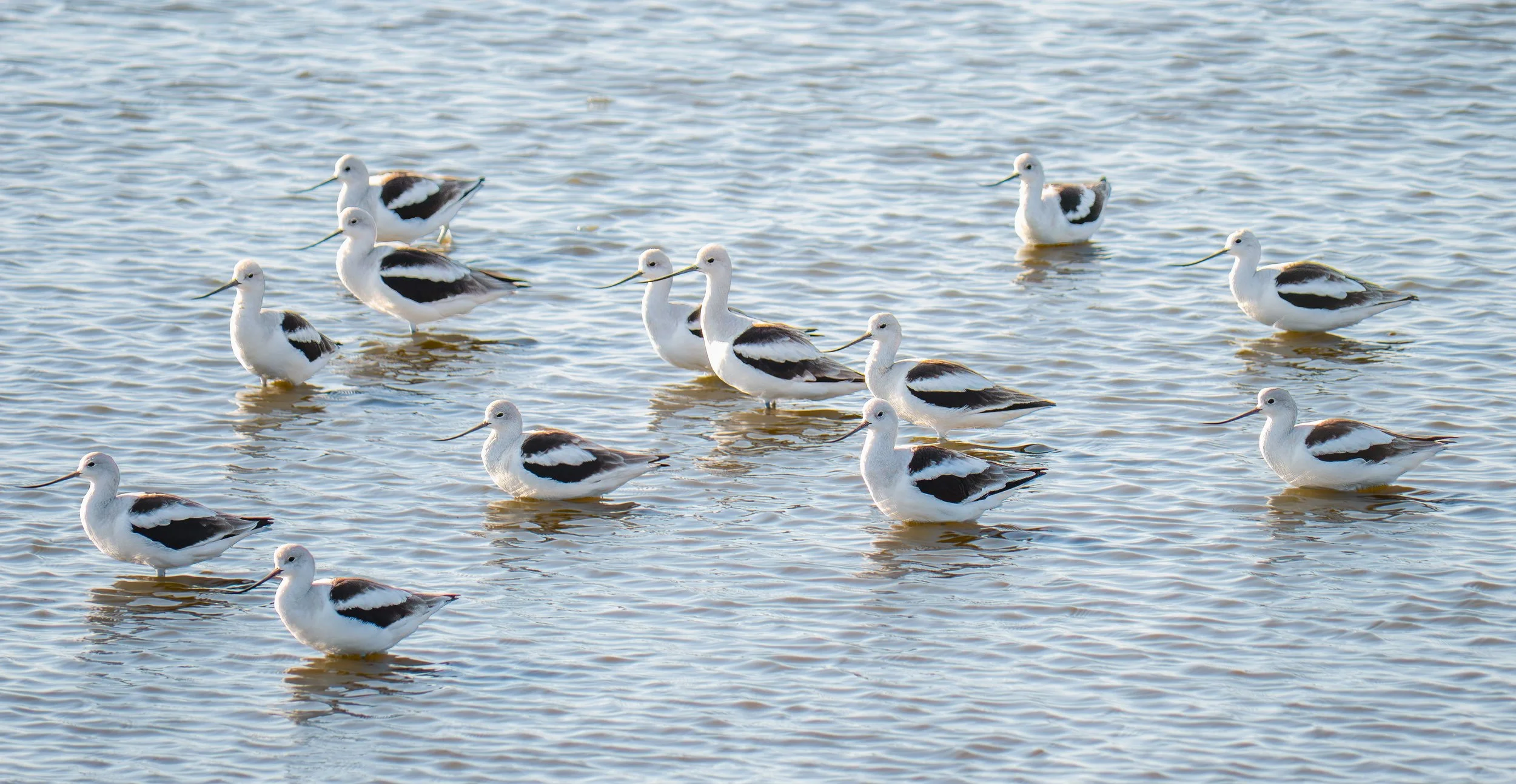 American Avocet - Port Aransas, Texas