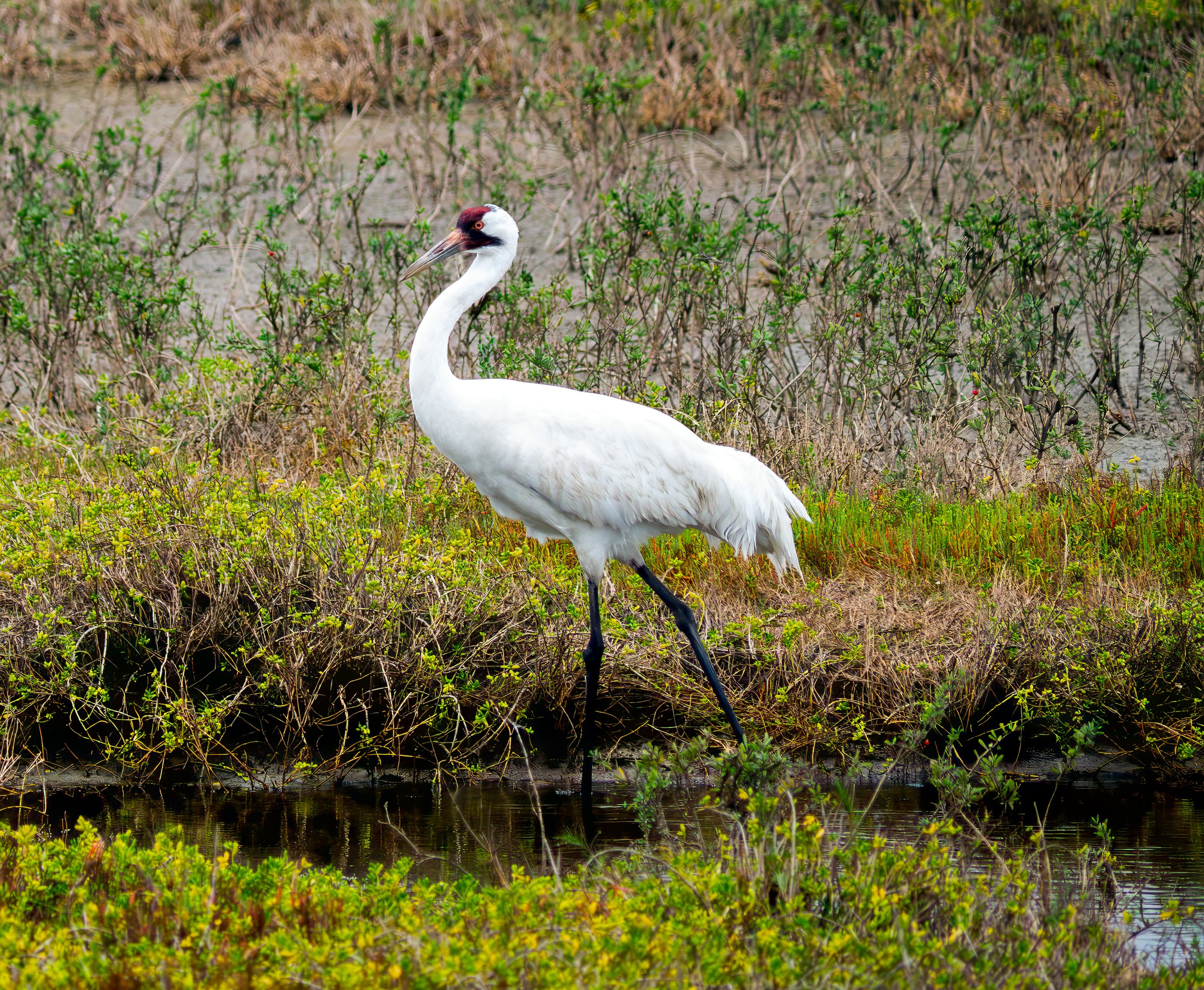 Whooping Crane - Aransas National Wildlife Refuge, near Austwell, Texas