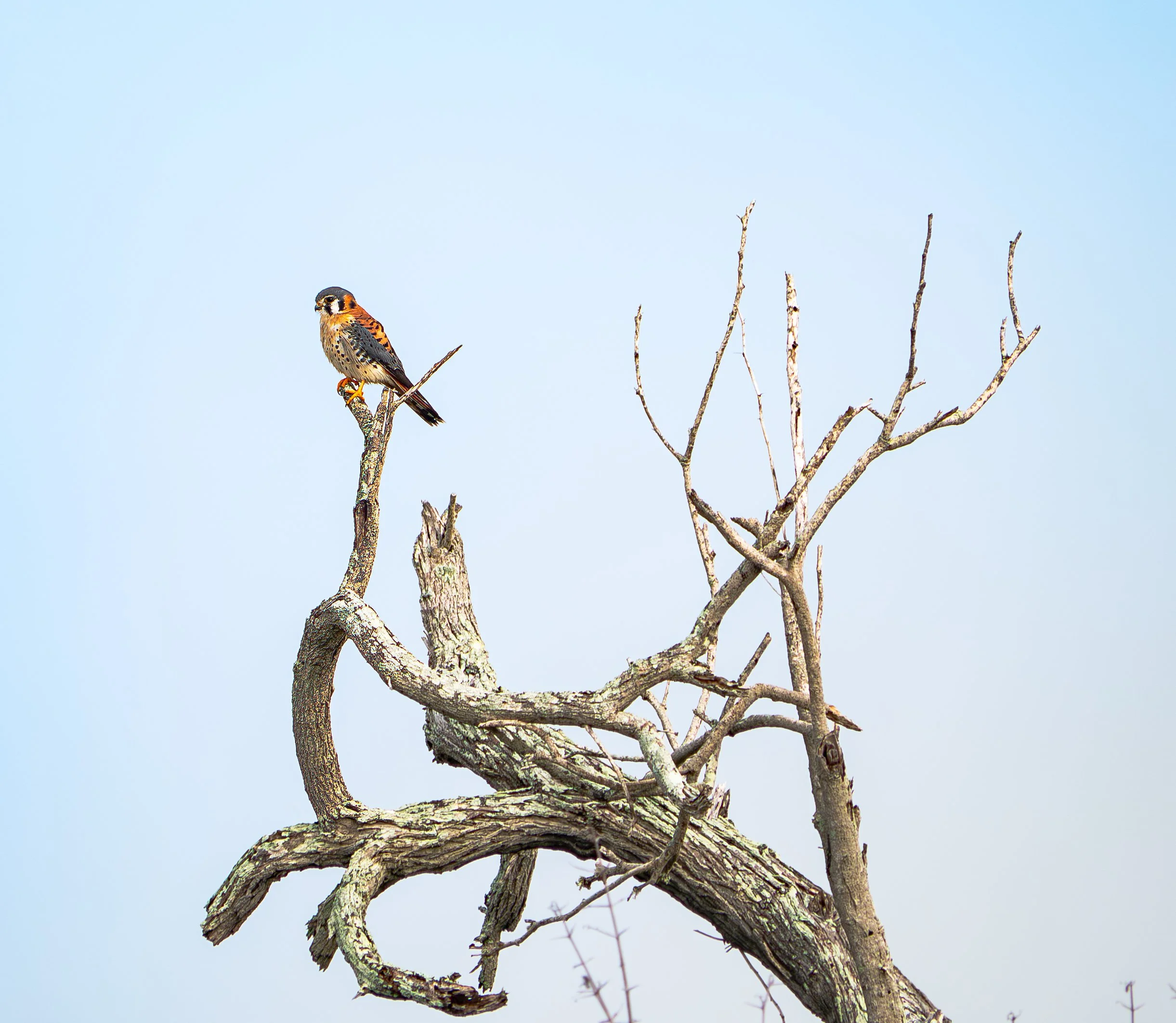 American Kestrel - Rockport, Texas
