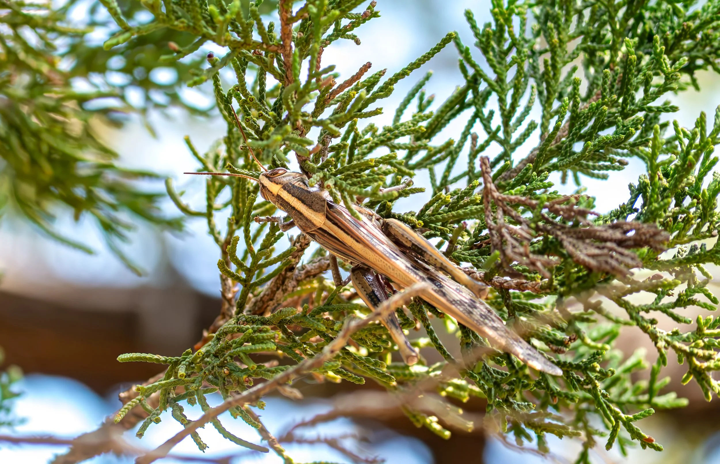 Grasshopper - Baker Sanctuary, near Austin, Texas