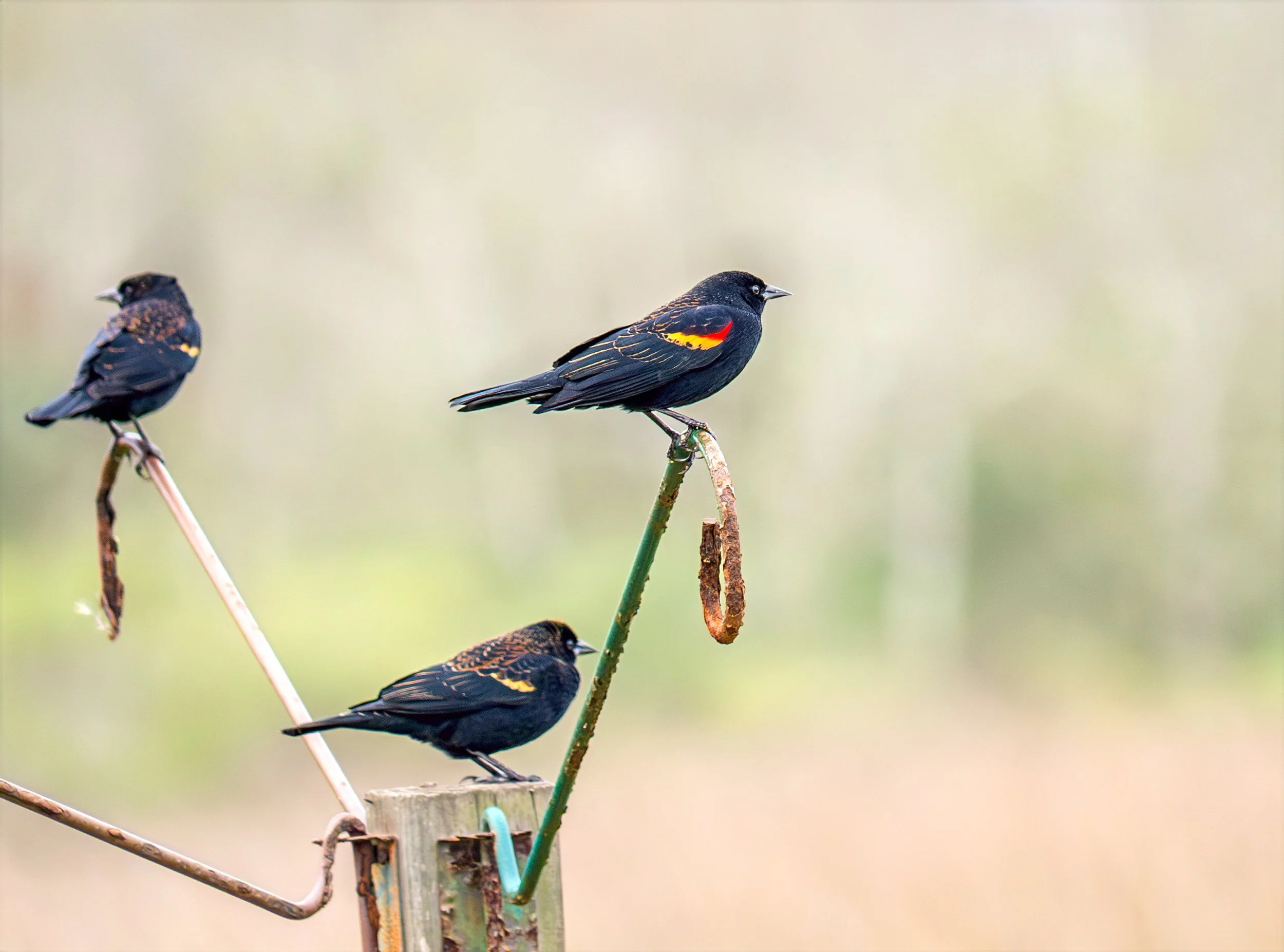 Red-winged Blackbird on Bird Stand - Brazoria National Wildlife Refuge near Lake Jackson, Texas