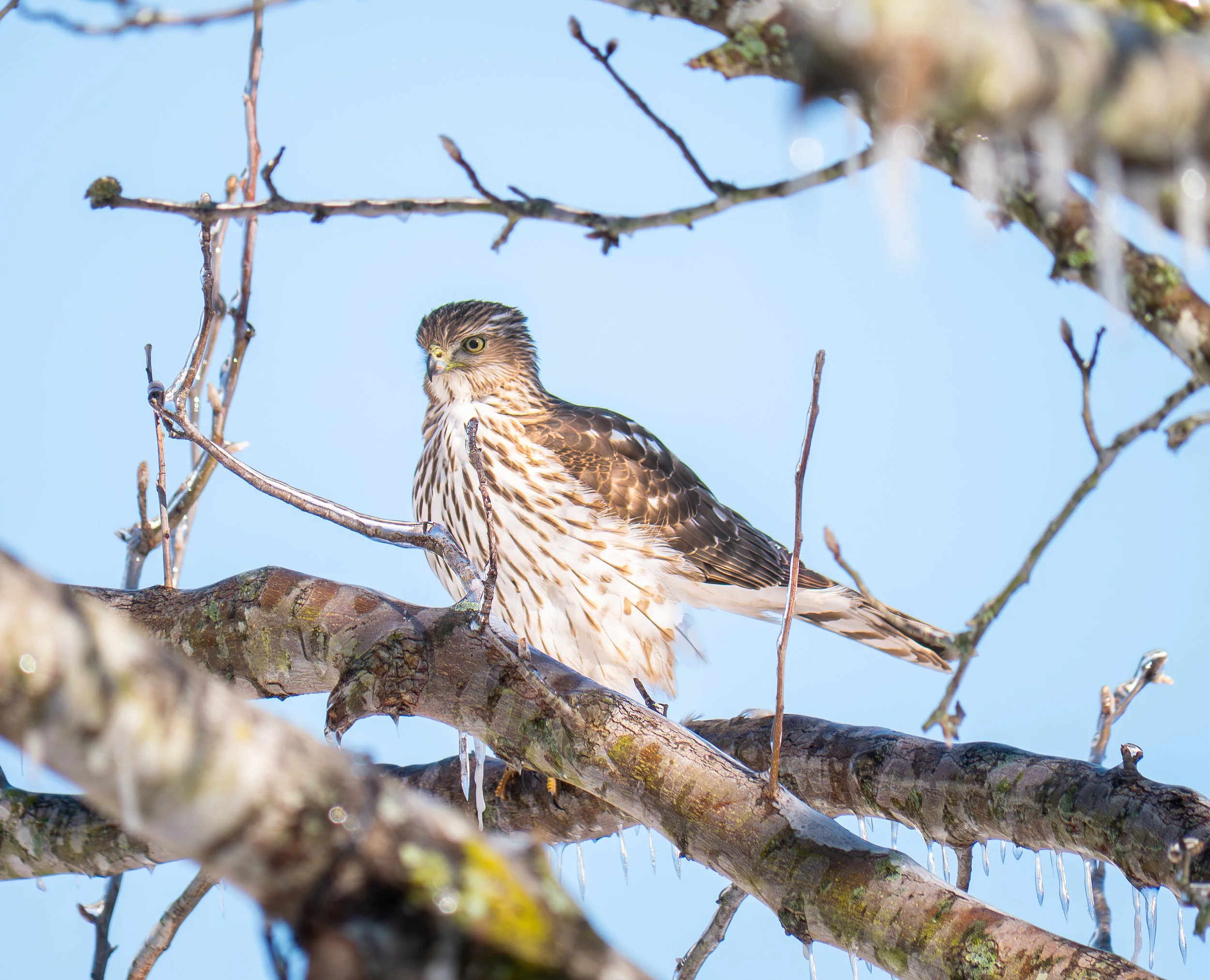 Cooper's Hawk - Pflugerville, Texas