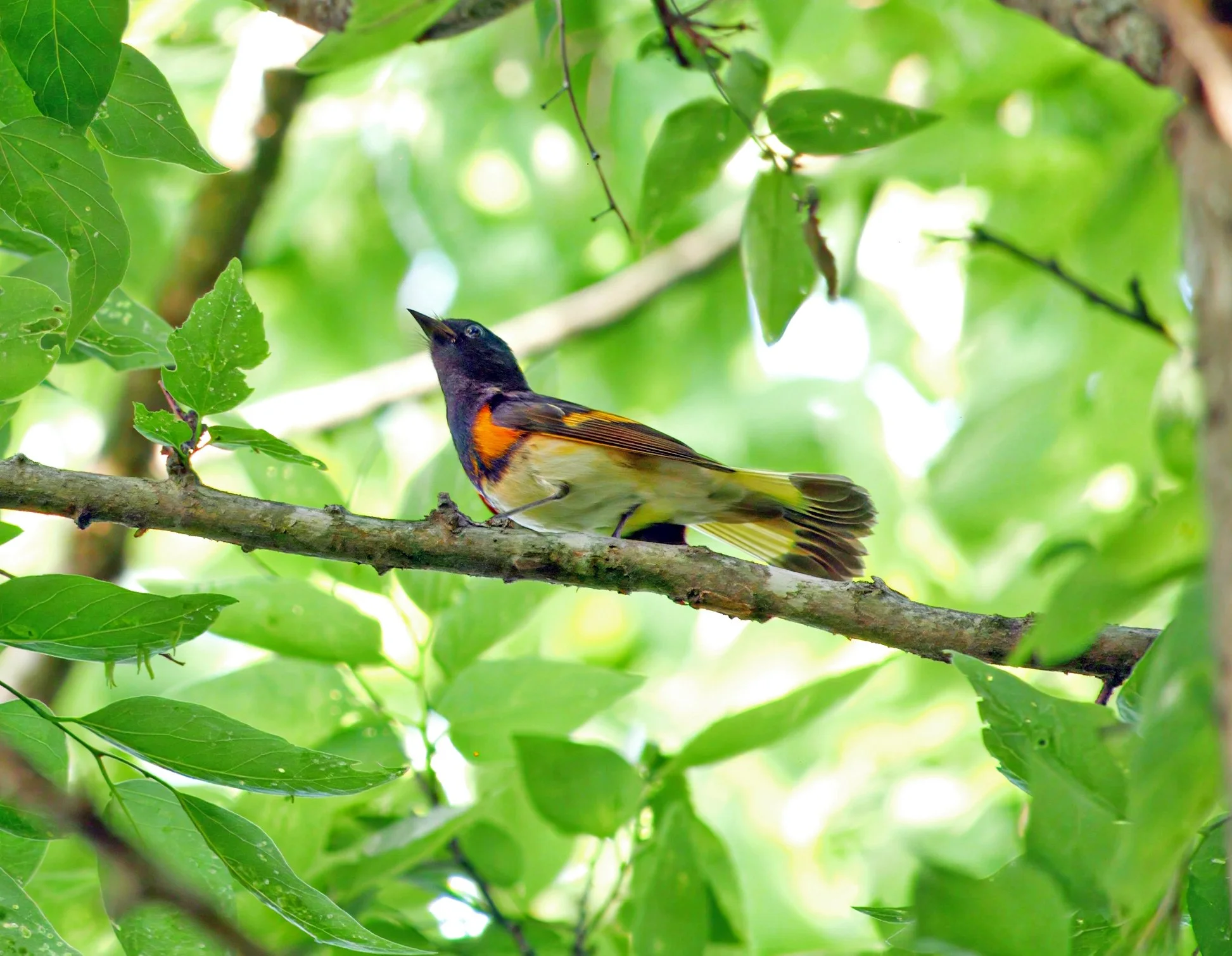 American Redstart - Mills Pond, in Austin Texas