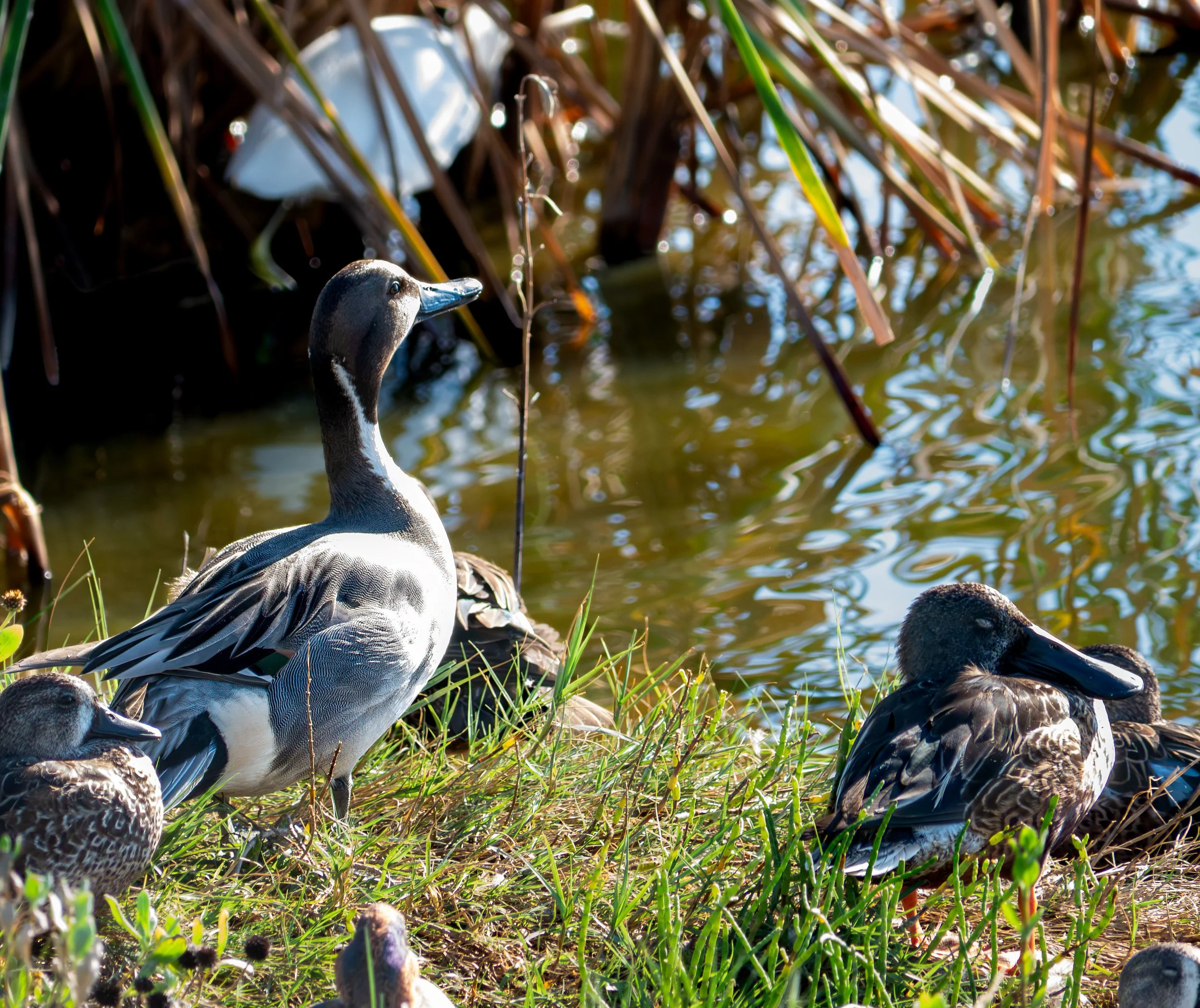 Northern Pintail Duck - Port Aransas, Texas