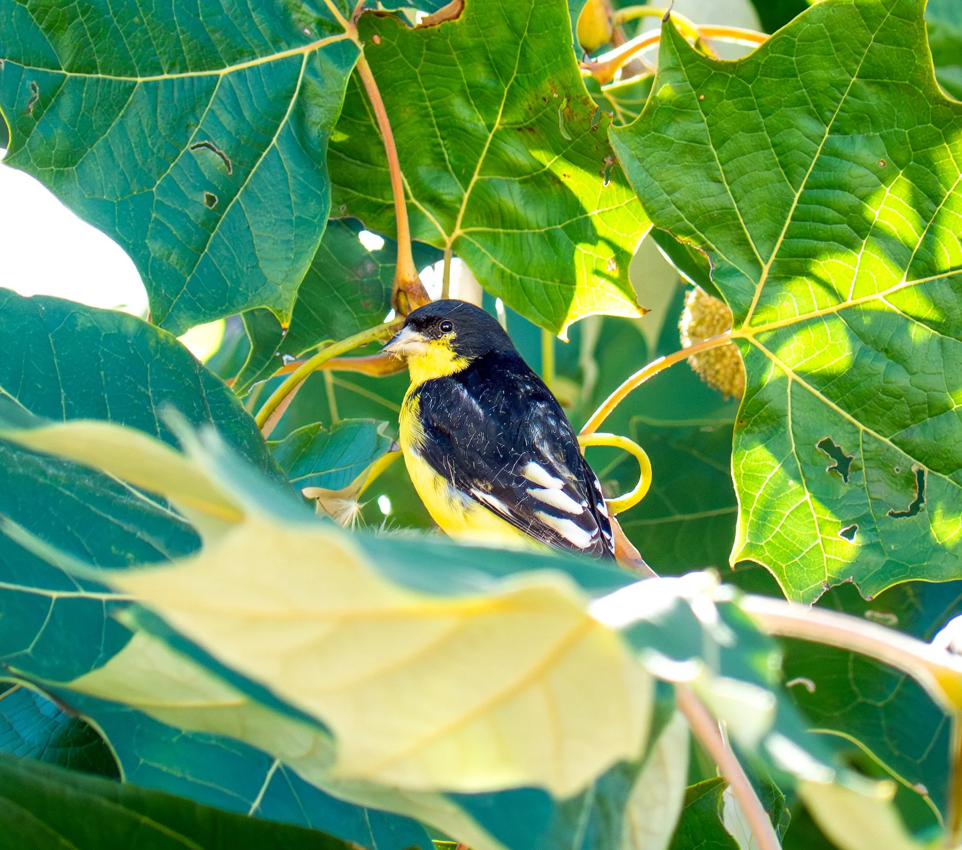 Lesser Goldfinch - Pflugerville, Texas