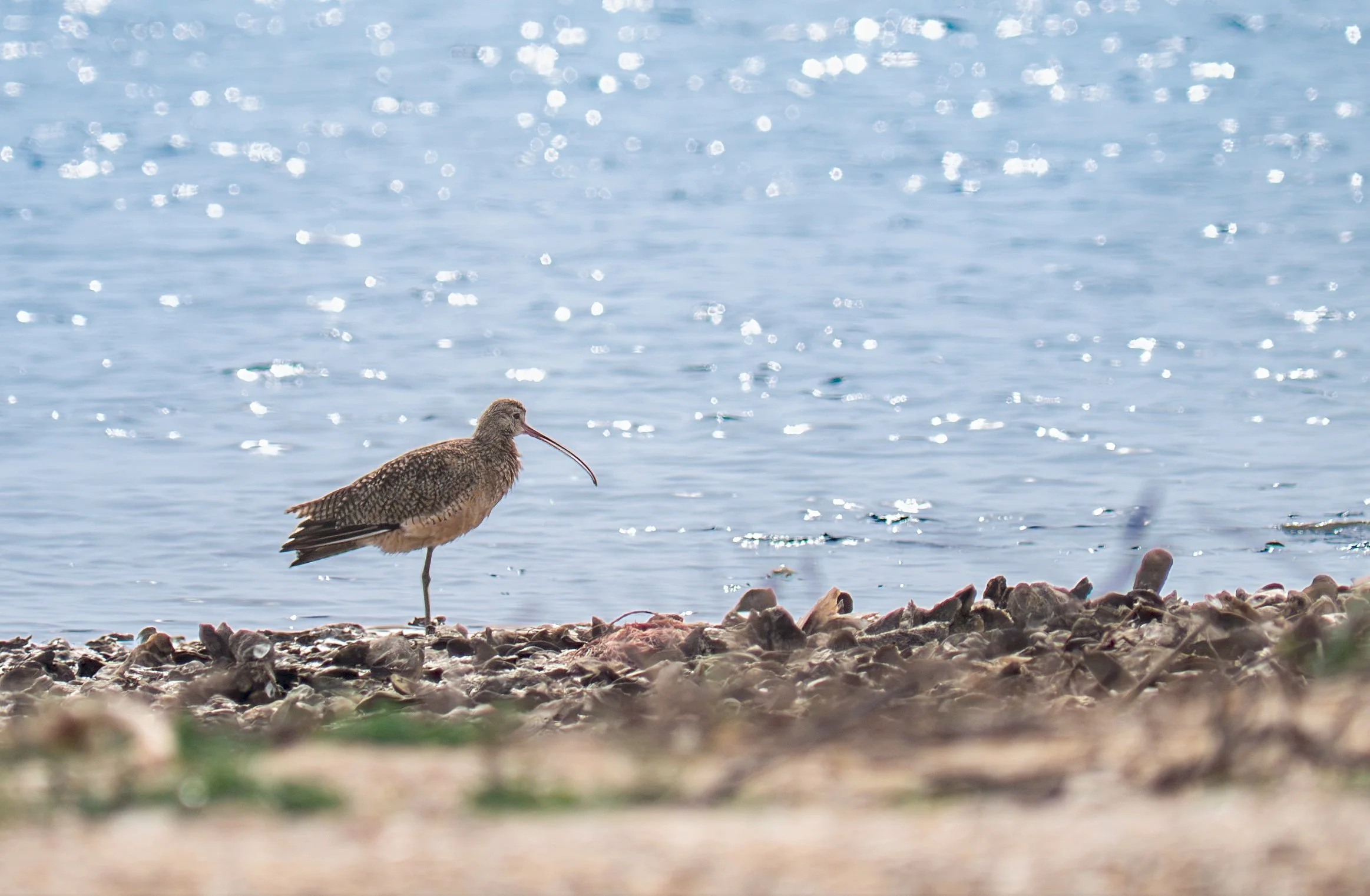 Long-billed Curlew - Aransas Bay, near Rockport, Texas