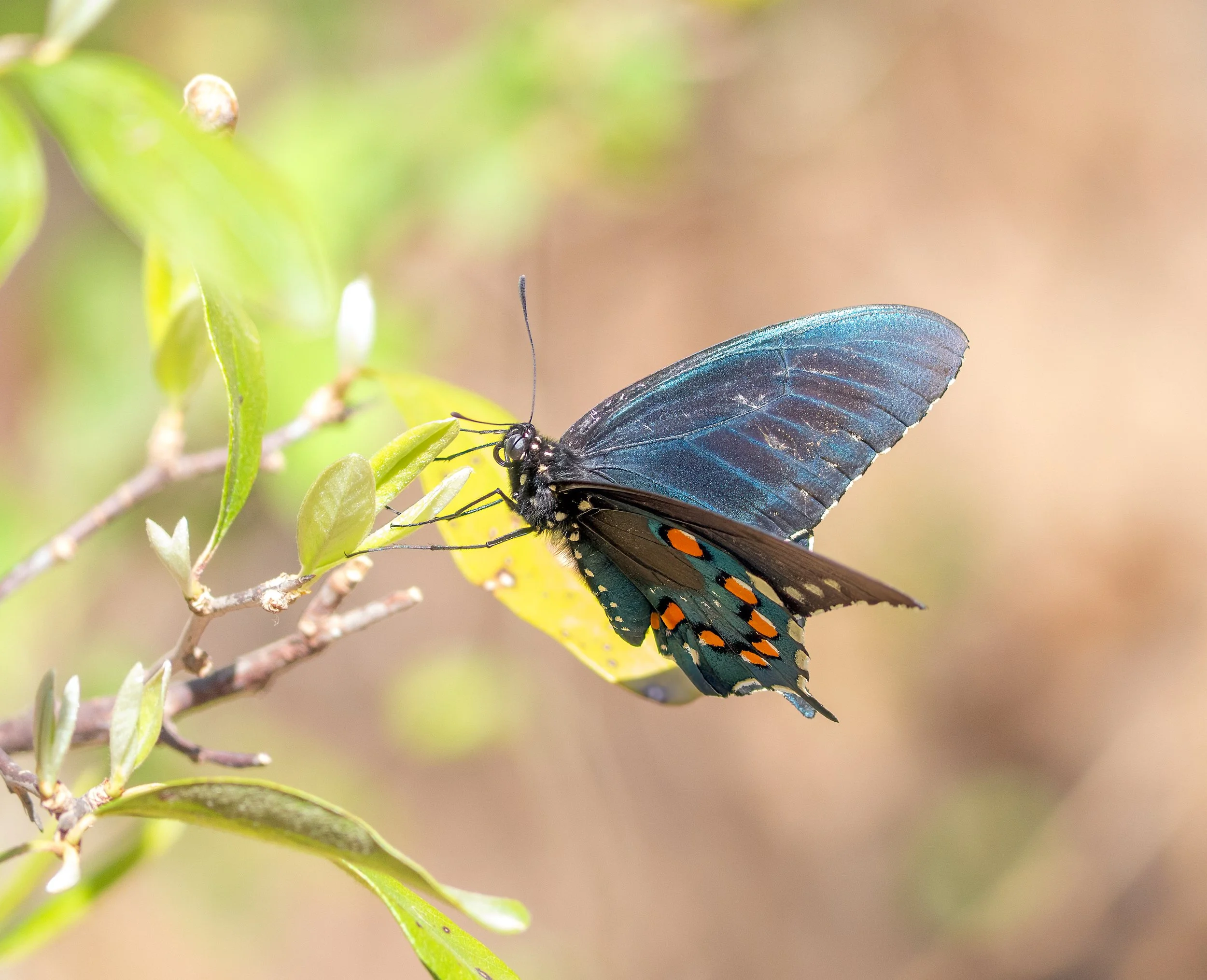 Pipevine Swallowtail Butterfly - Mills Pond, in Austin, Texas
