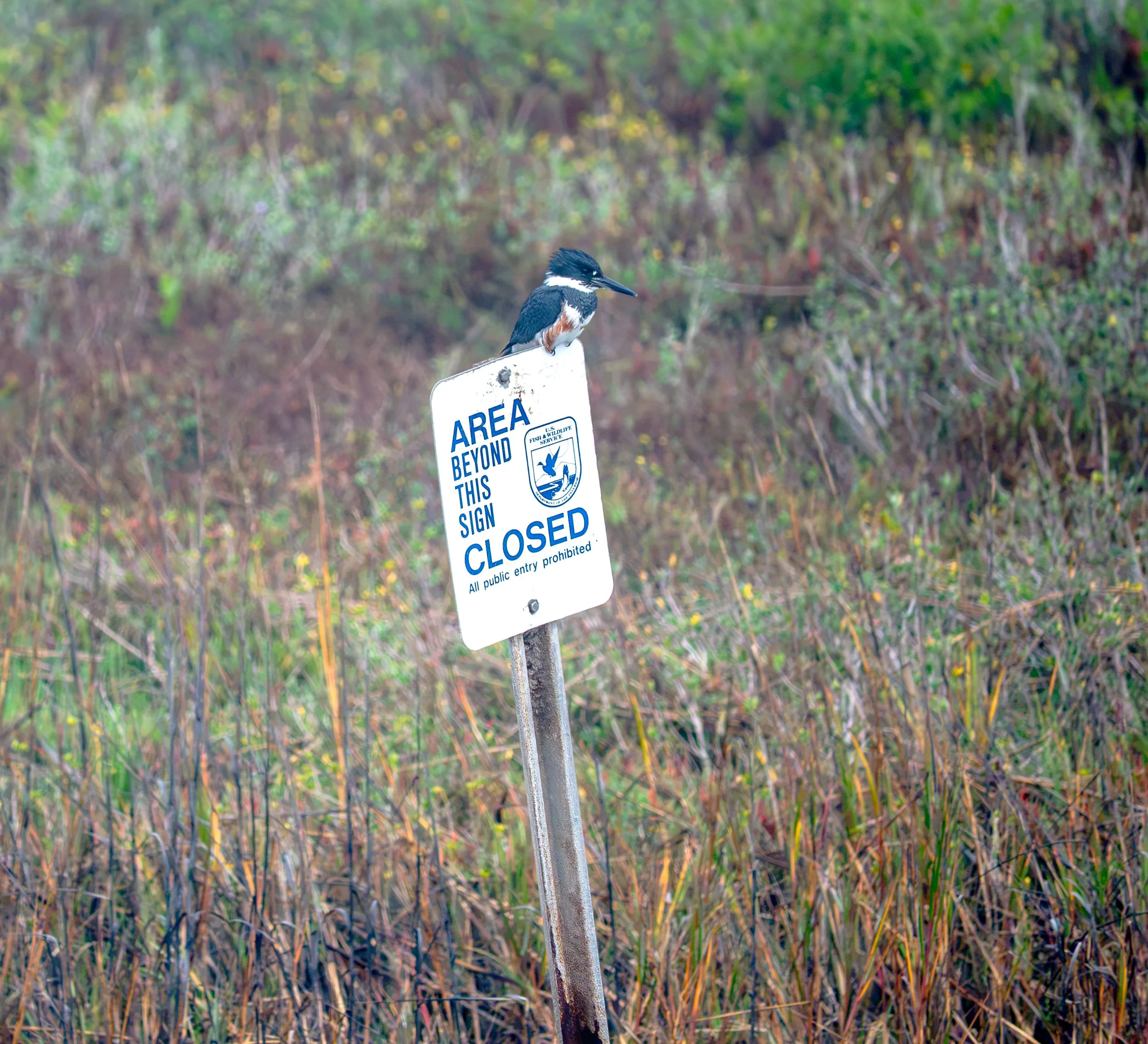 Belted Kingfisher on Sign - Aransas National Wildlife Refuge, near Austwell, Texas