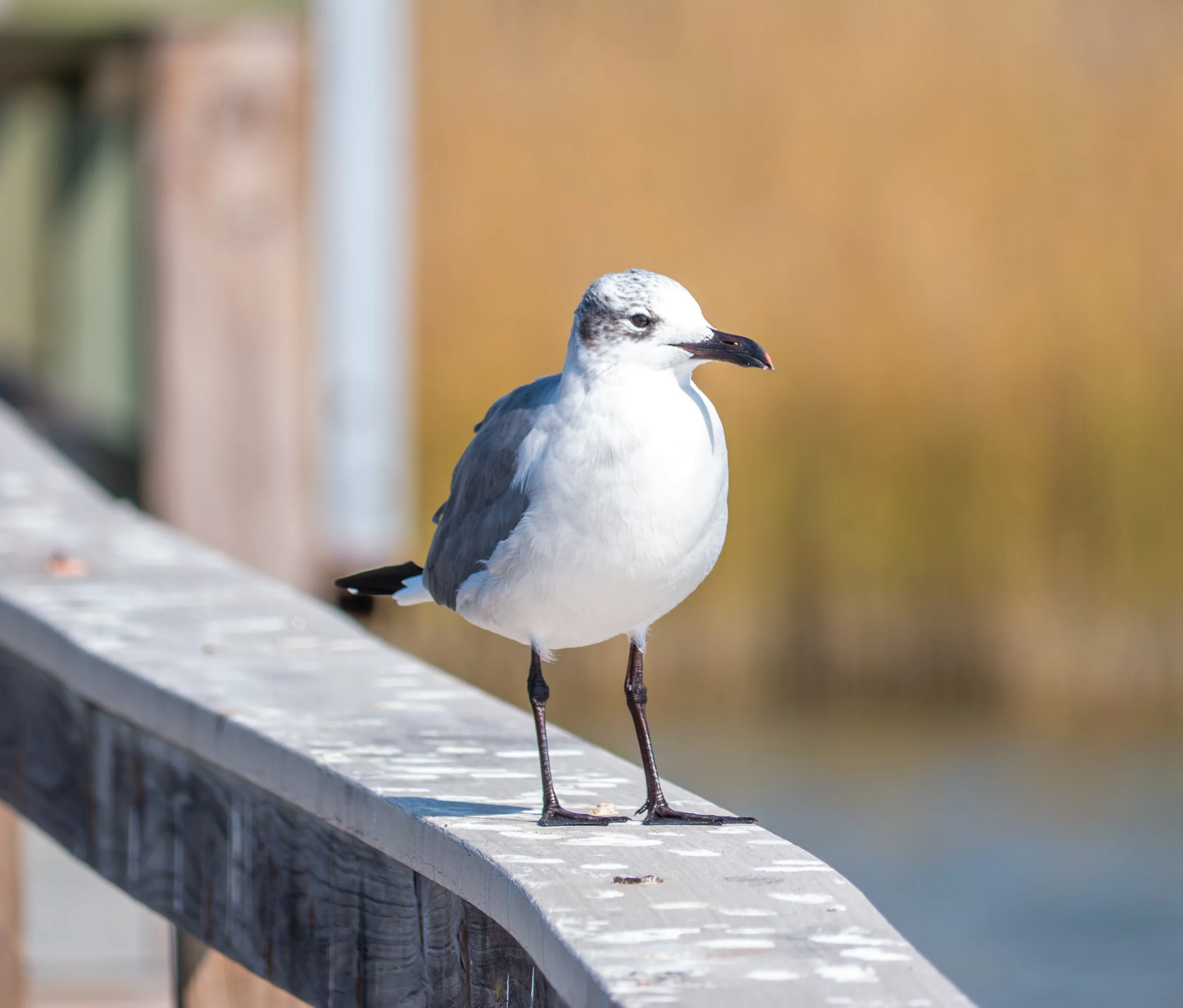 Laughing Gull on Pier - Aransas Pass, Texas