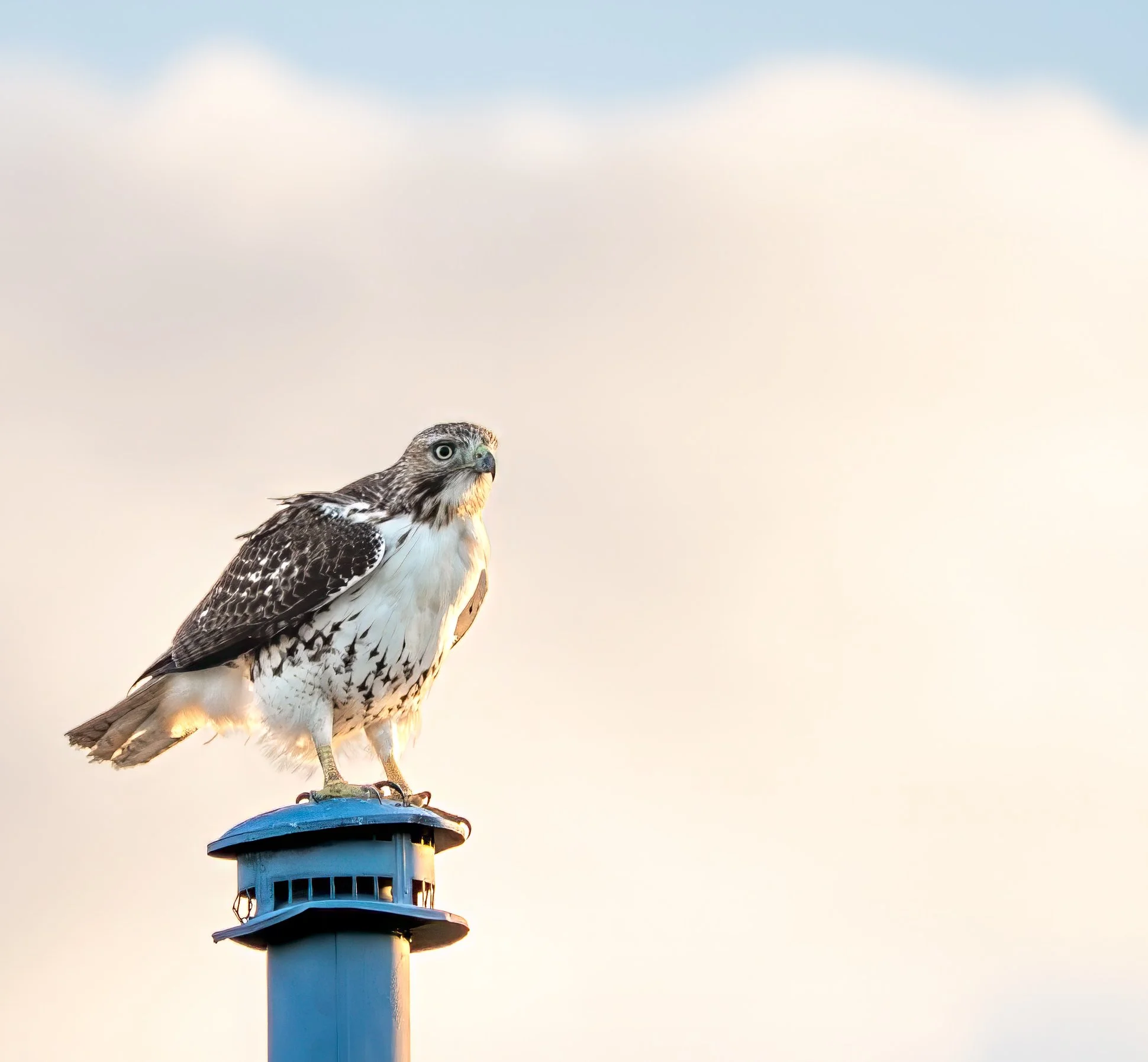 Red Tailed Hawk - Pflugerville - P1080573-2.jpg