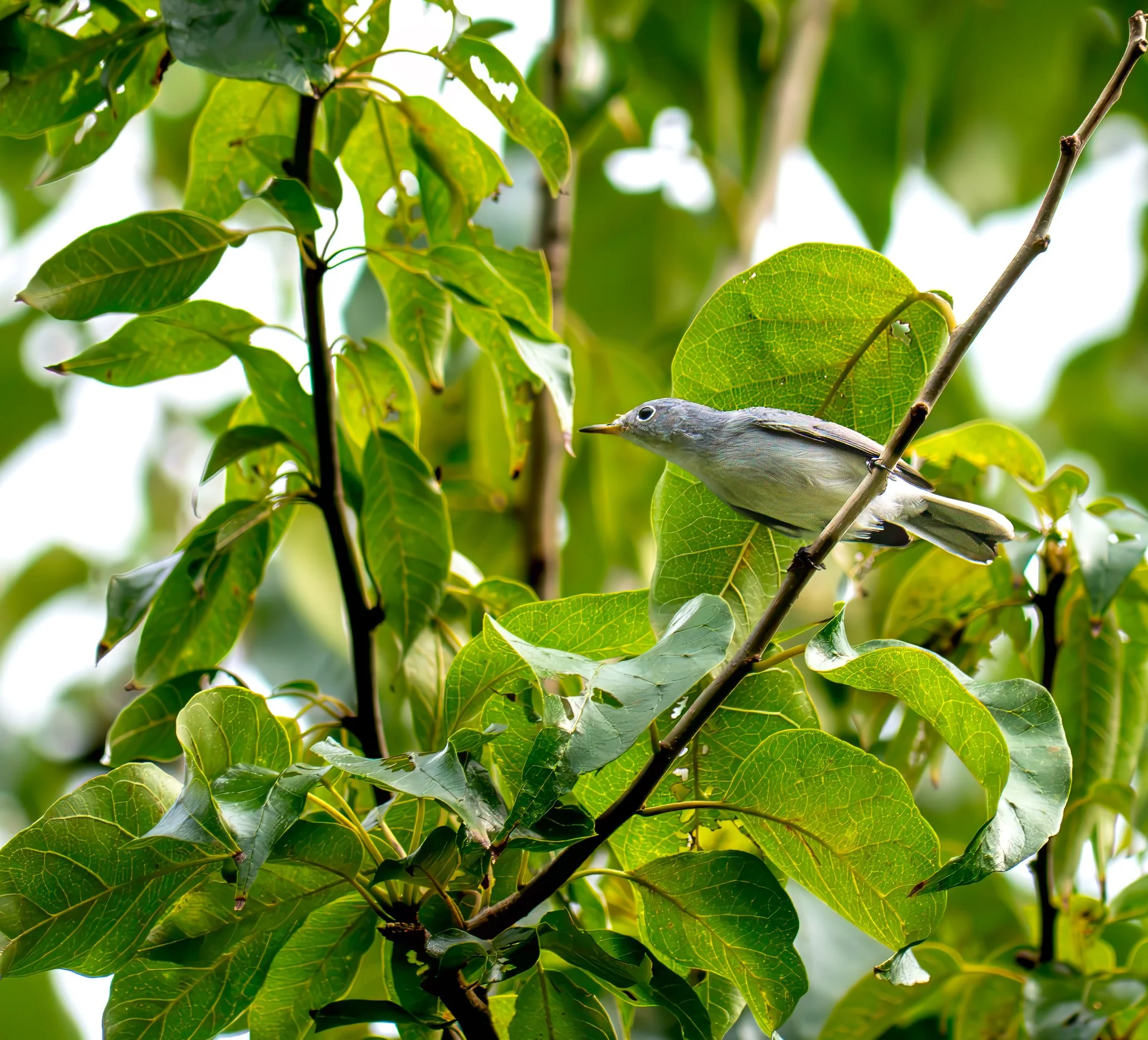 Blue-gray Gnatcatcher - Mills Pond, in Austin, Texas