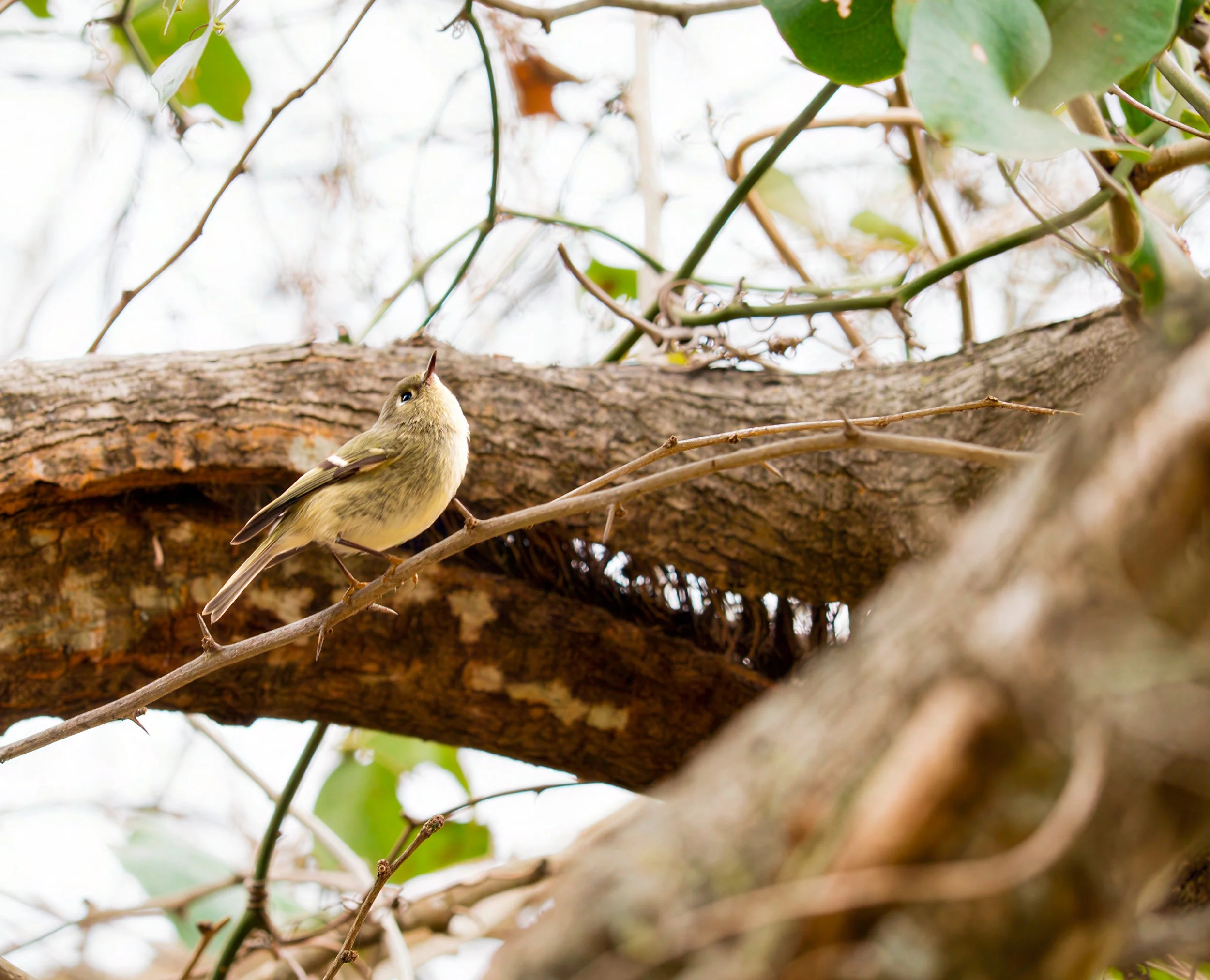 Ruby-crowned Kinglet - Mills Pond, in Austin, Texas
