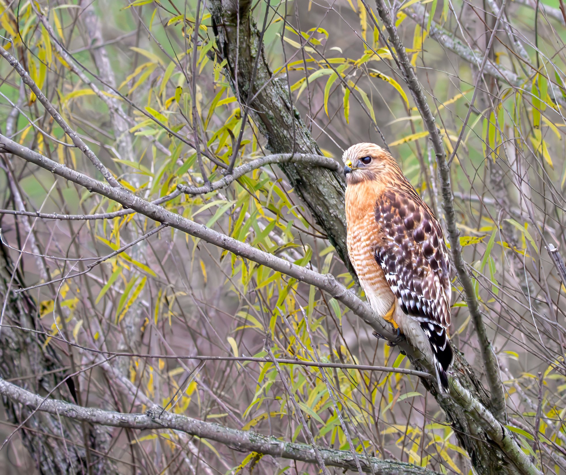 Red-shouldered Hawk - Austin, Texas
