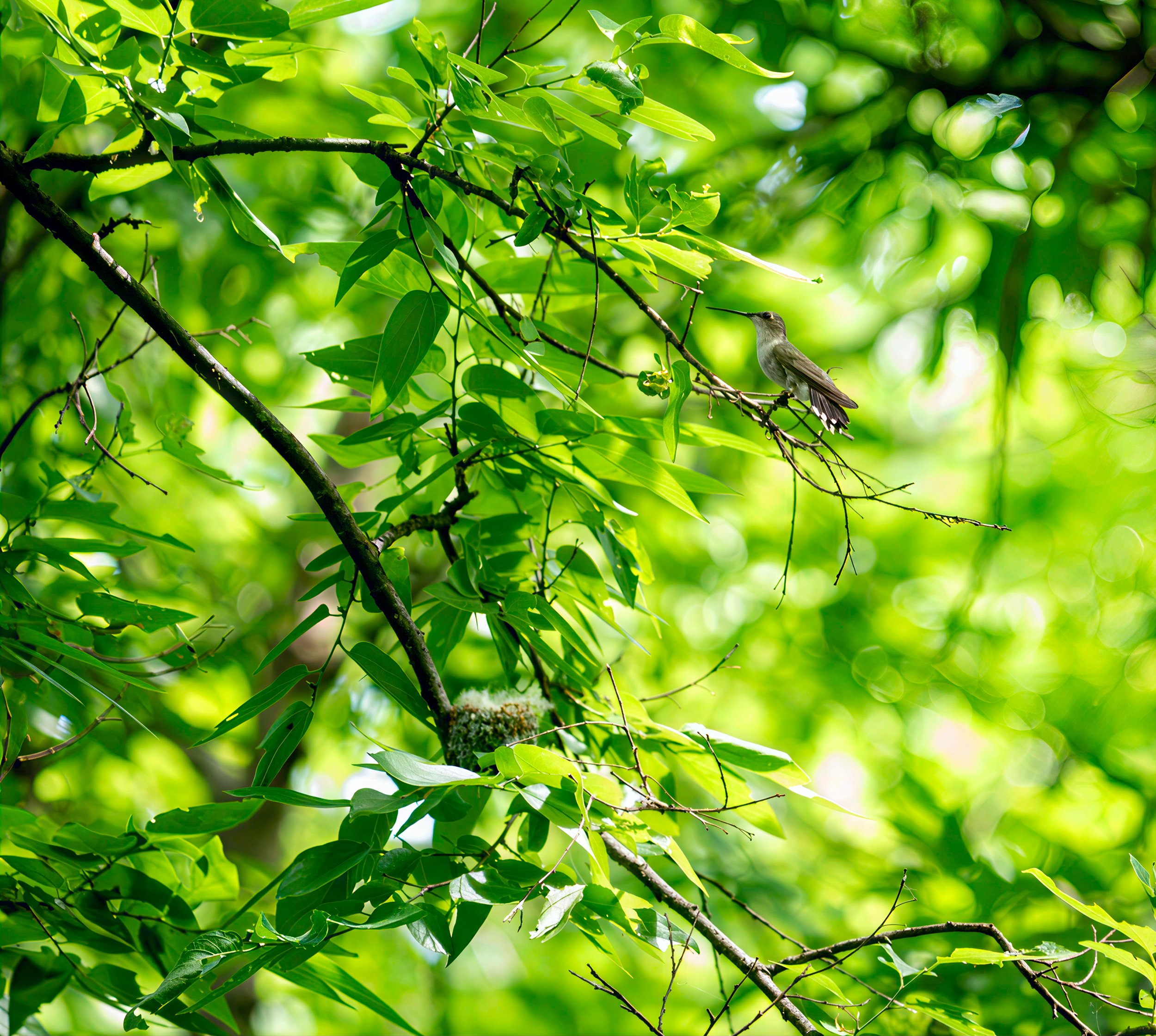 Black-chinned Hummingbird with Nest - Mills Pond, in Austin, Texas