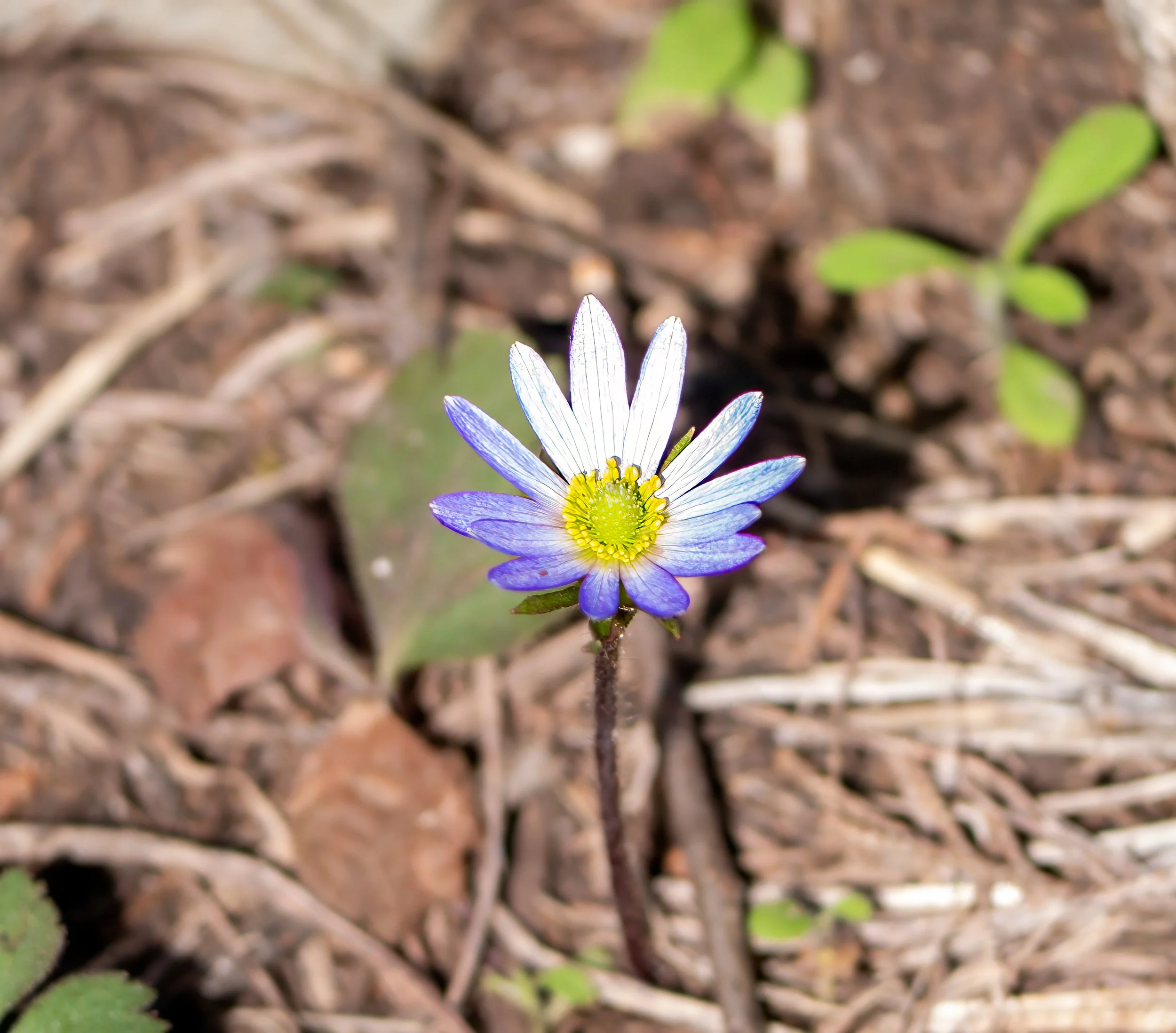 Carolina Anemone - Austin, Texas