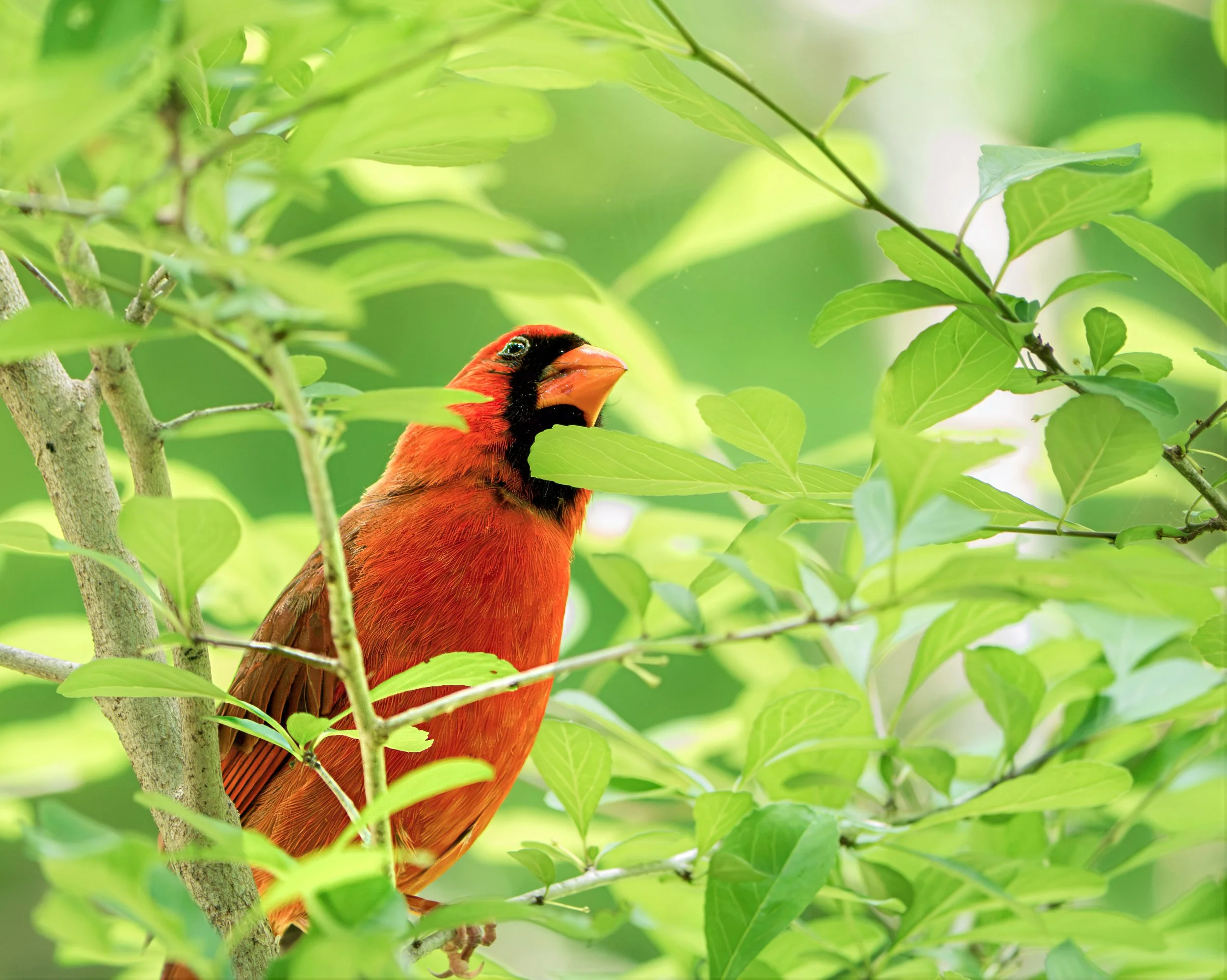Northern Cardinal - Mills Pond, in Austin, Texas