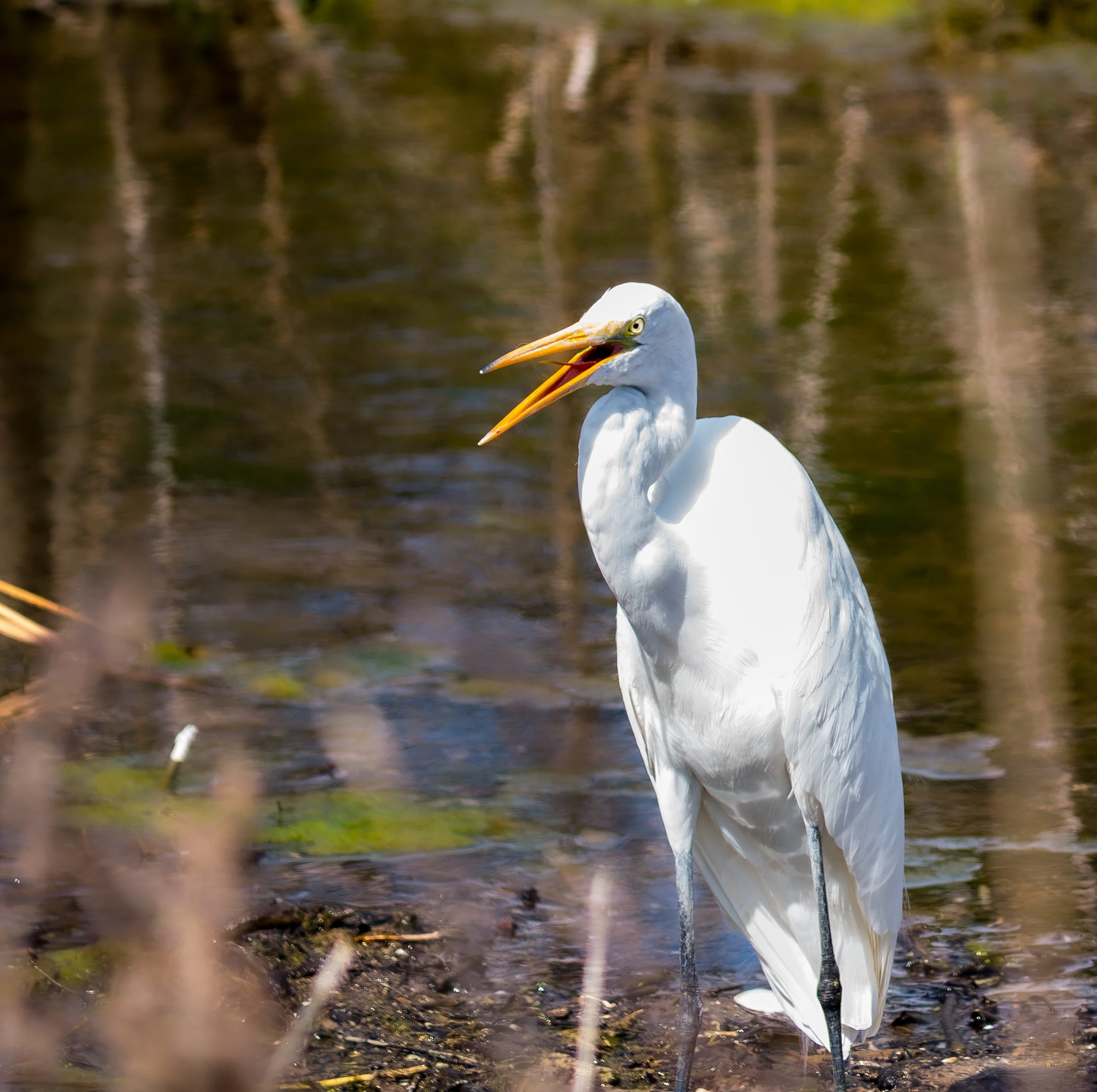 Great Heron - Lake Creek Trail, in Austin, Texas