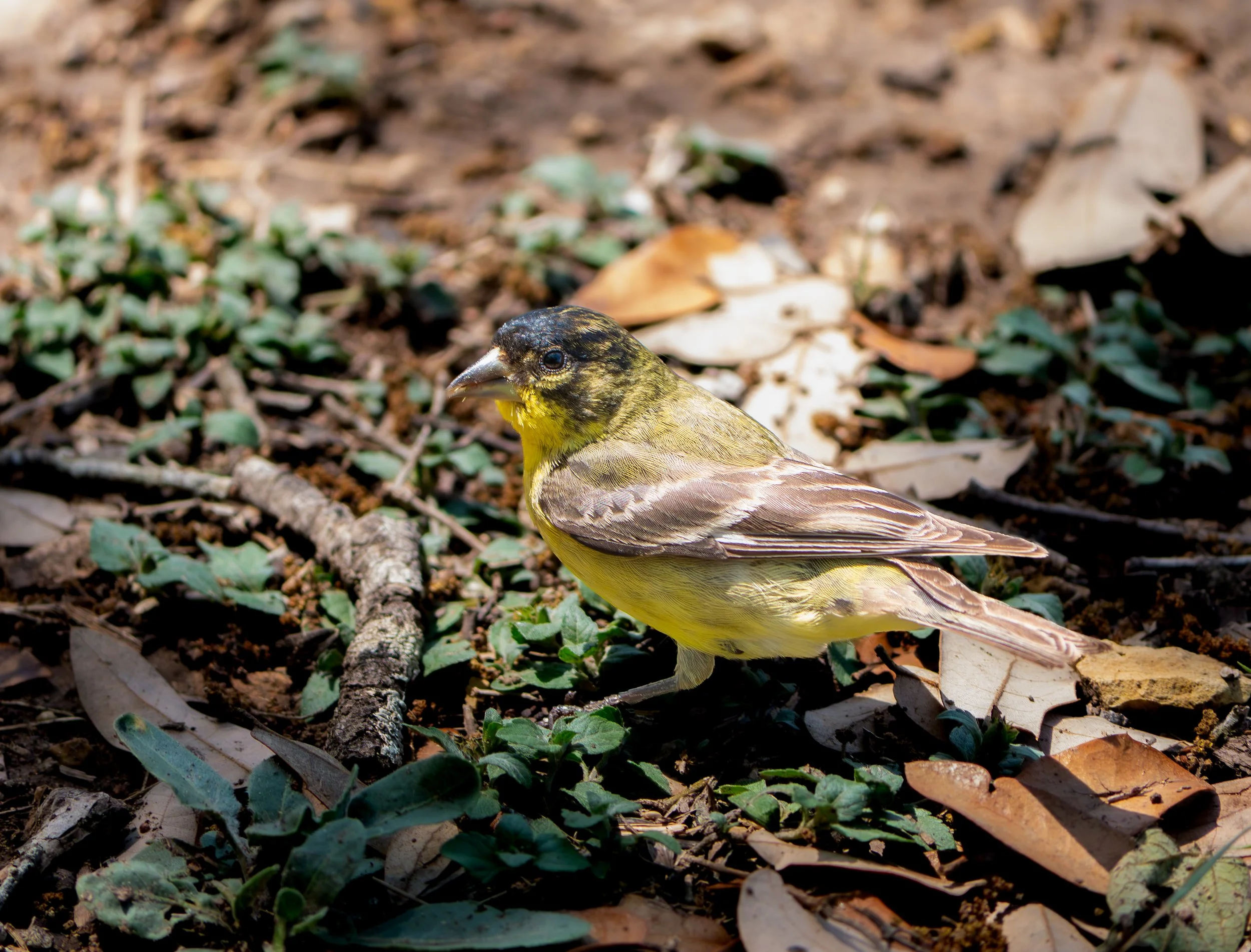 Lesser Goldfinch - Guadalupe River State Park, near Spring Branch, Texas