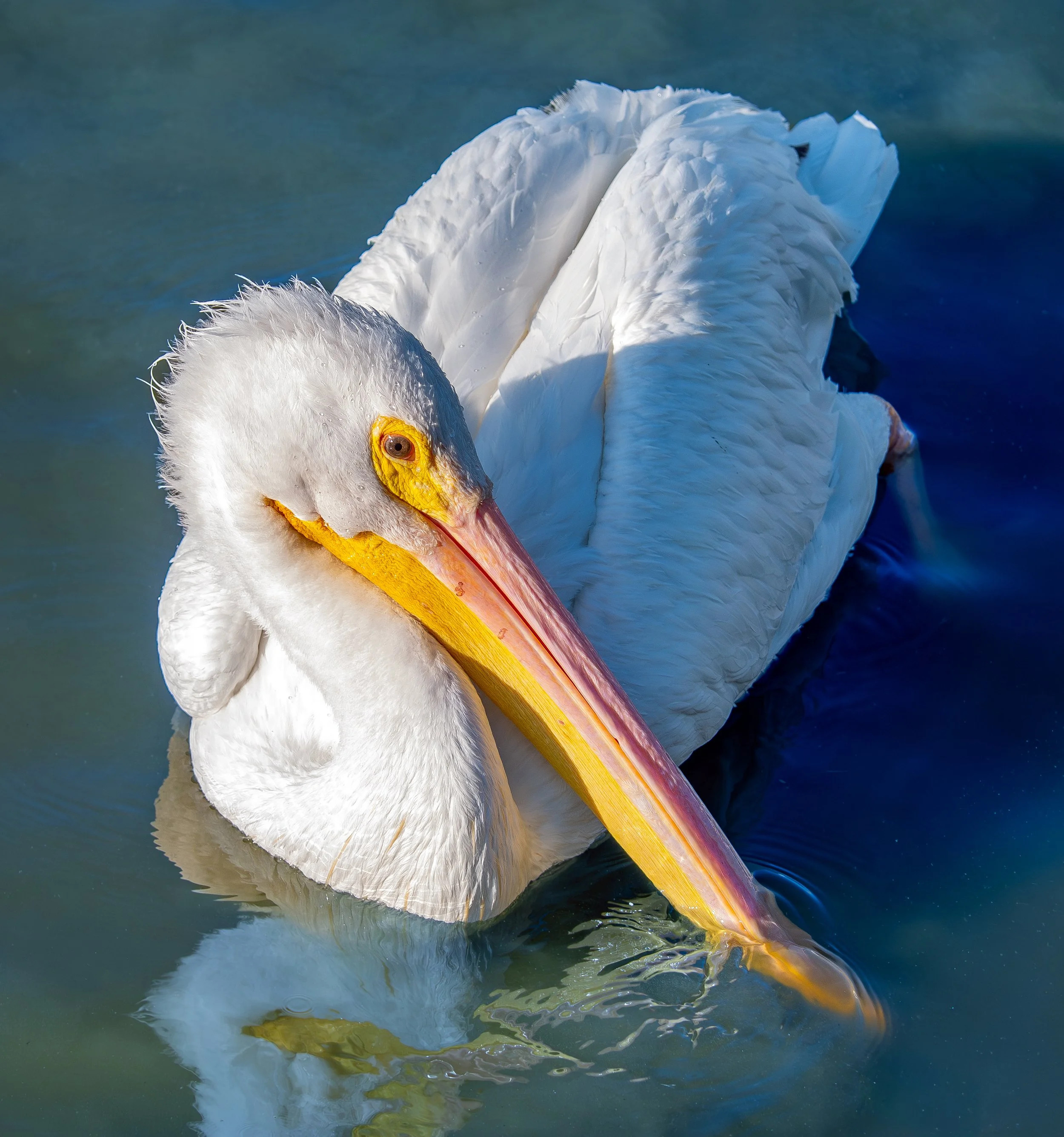 Close-up of a White Pelican swimming in calm water in Port Aransas, Texas, with its head turned to the side and reflected in the water.