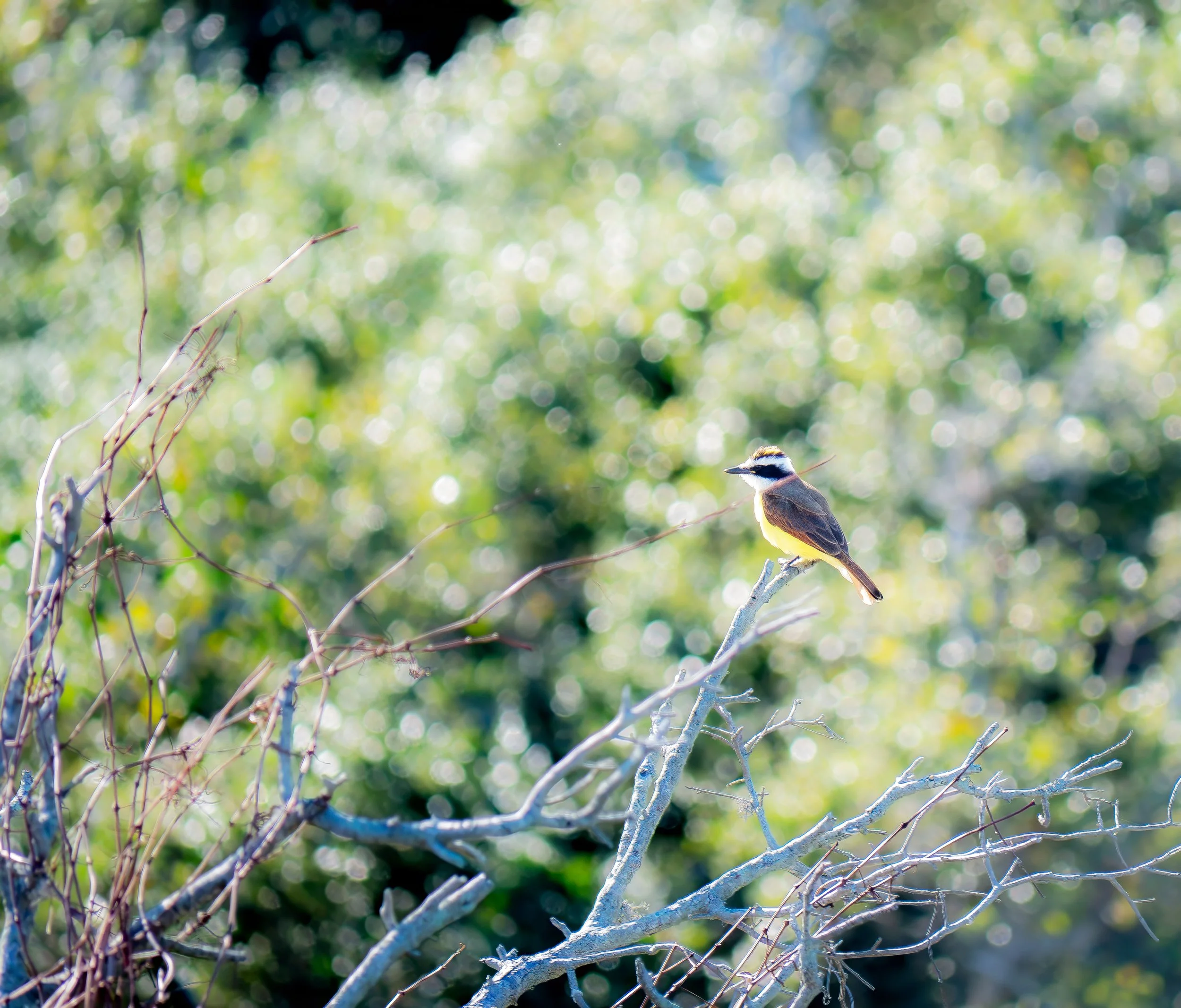 Great Kiskadee - Aransas National Wildlife Refuge, near Austwell, Texas
