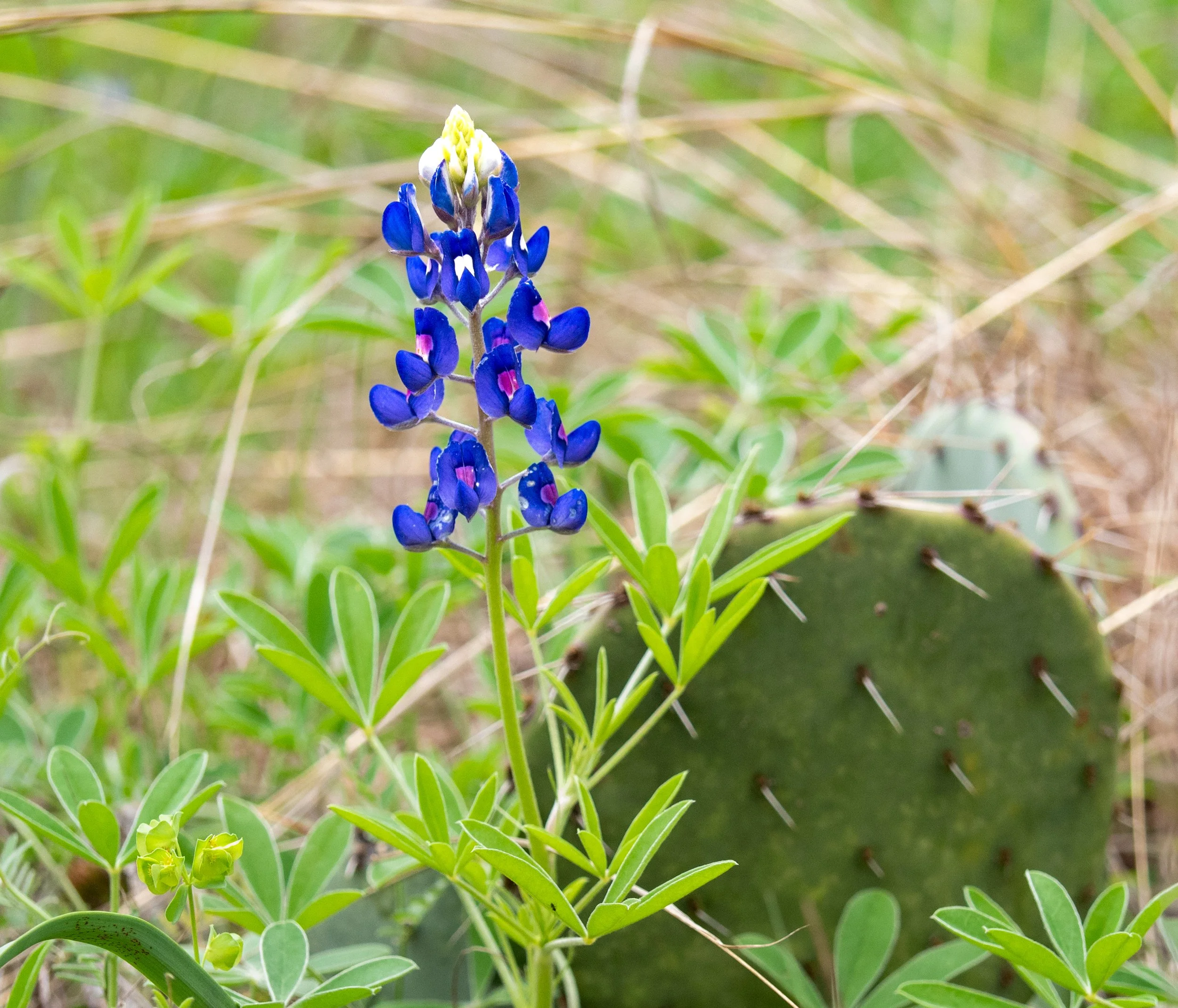 Bluebonnet - Austin, Texas