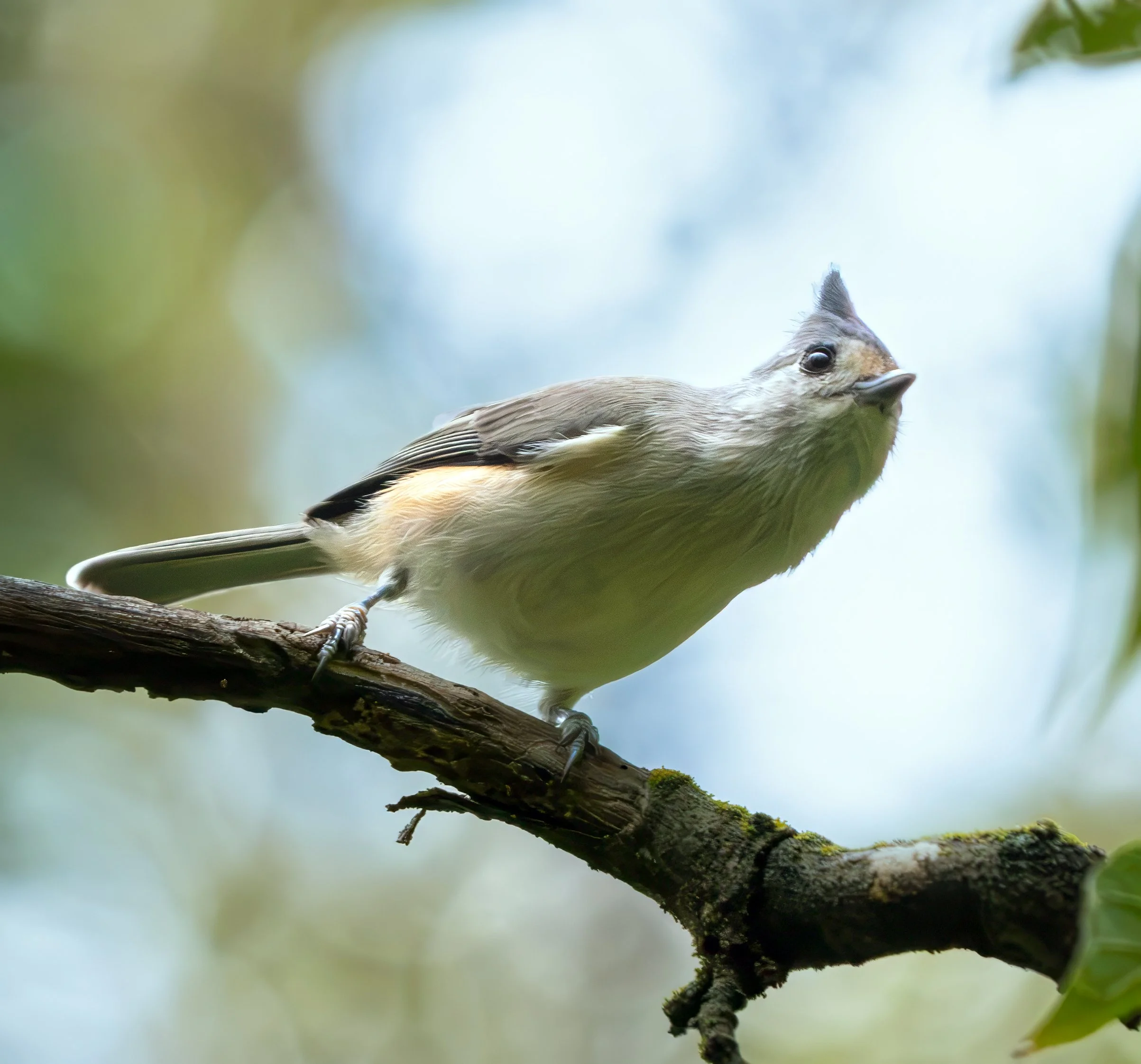 Tufted Titmouse - Mills Pond, in Austin, Texas