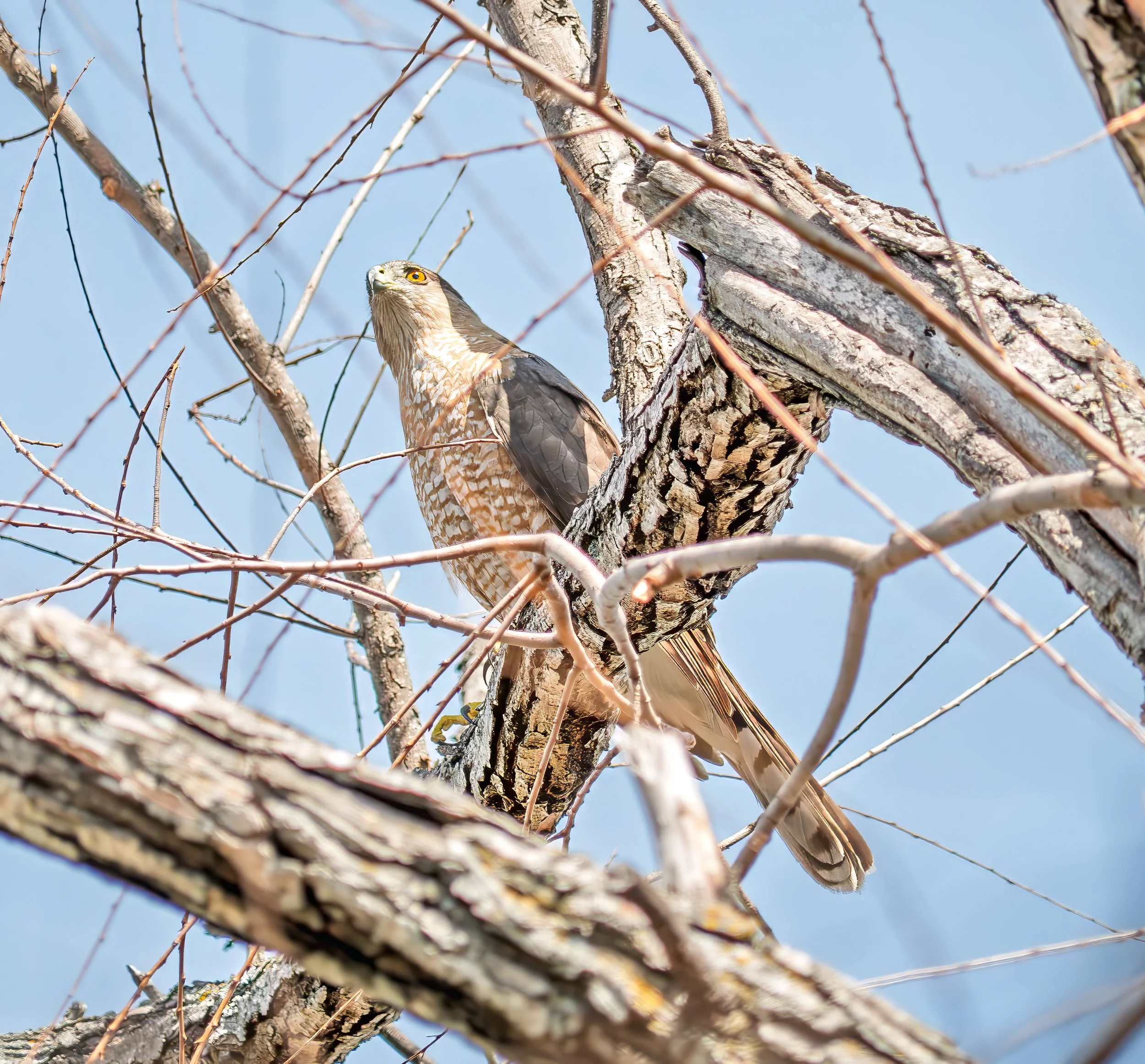 Cooper's Hawk - Mills Pond, in Austin, Texas