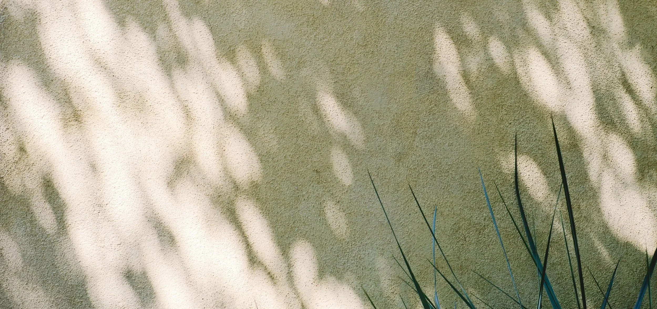 Sunlight creates shadow patterns of leaves on a textured beige wall, with some dark green plant leaves visible at the bottom right corner.