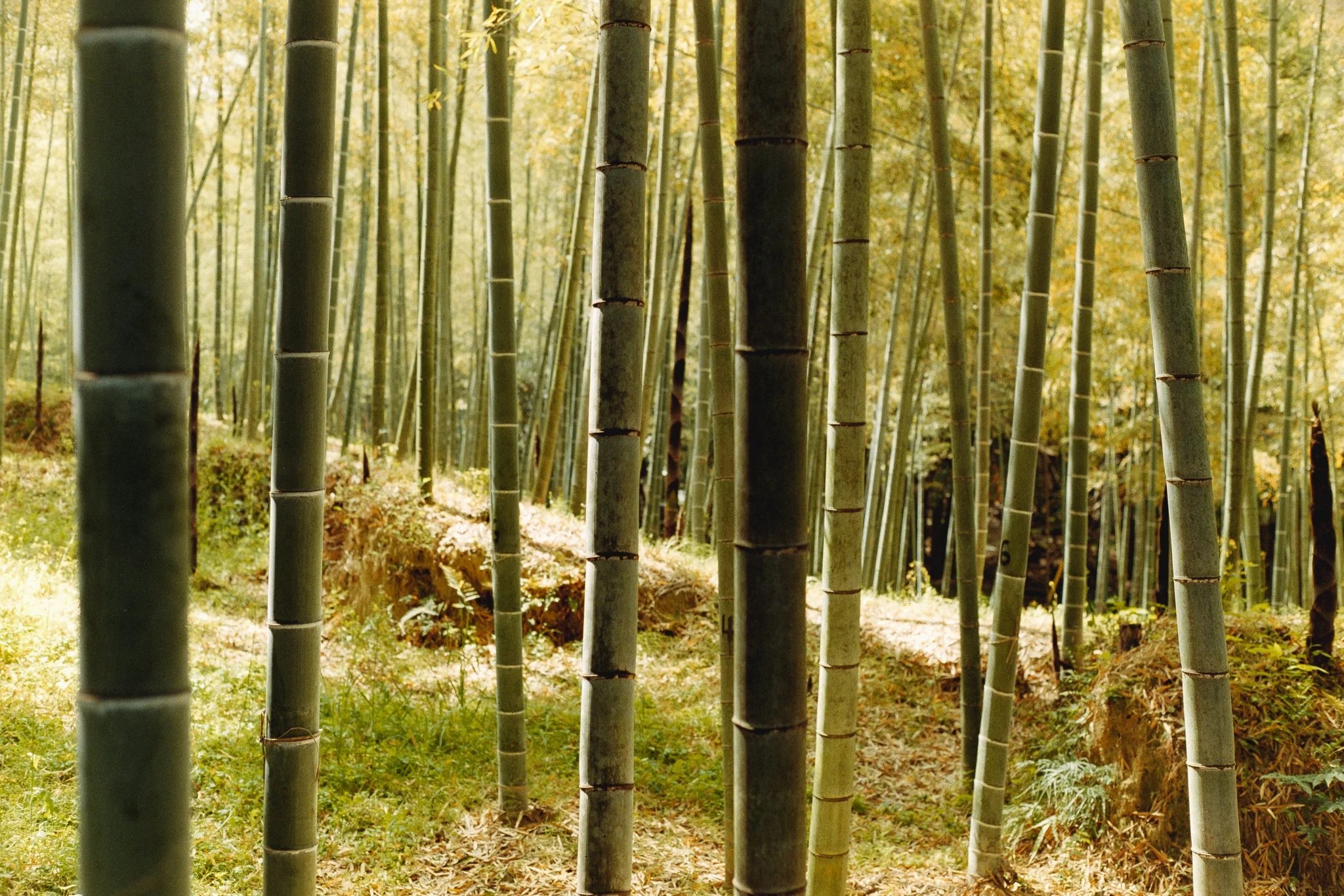 Web-Gallery-JP-38.jpg