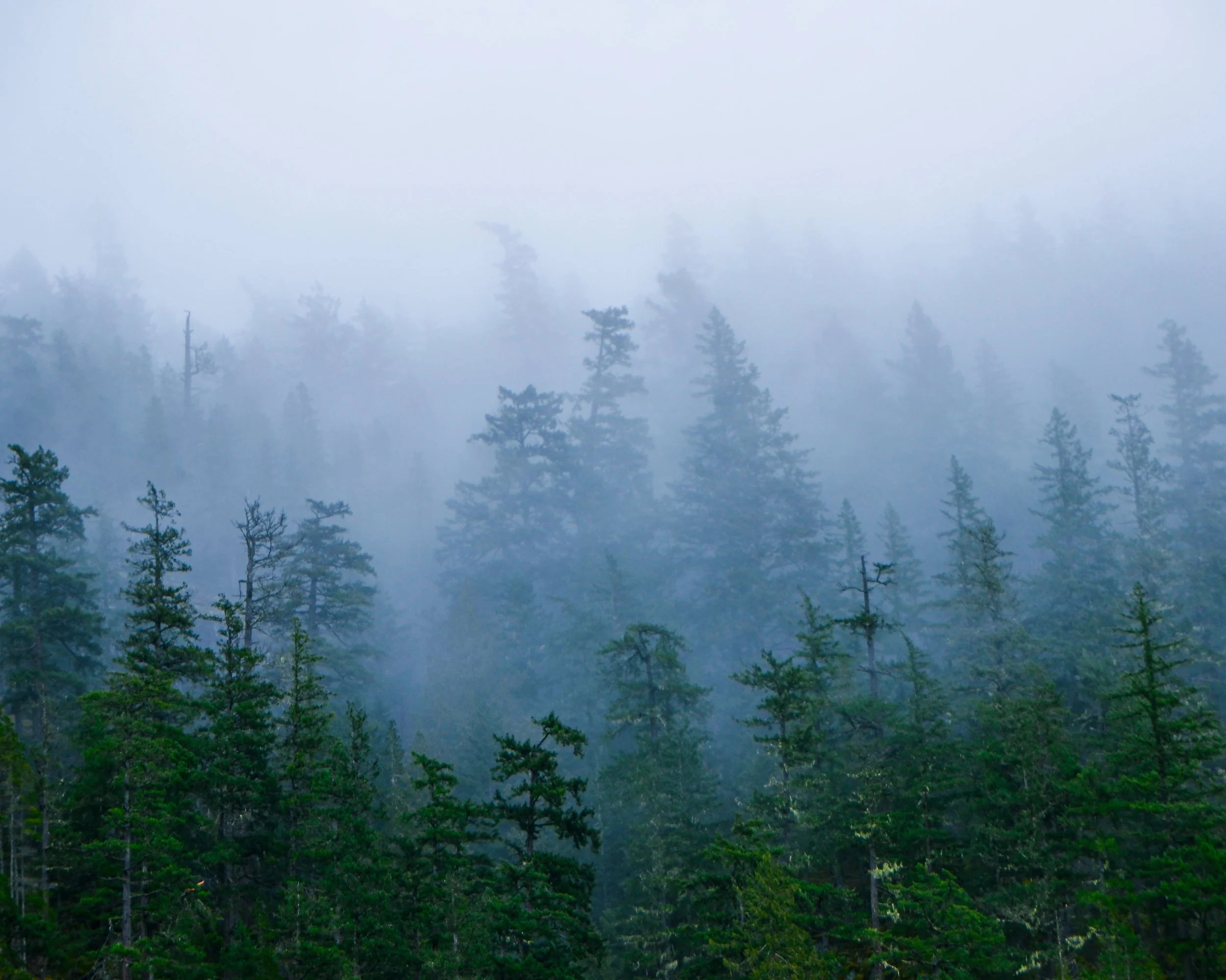 Enchanted Forest