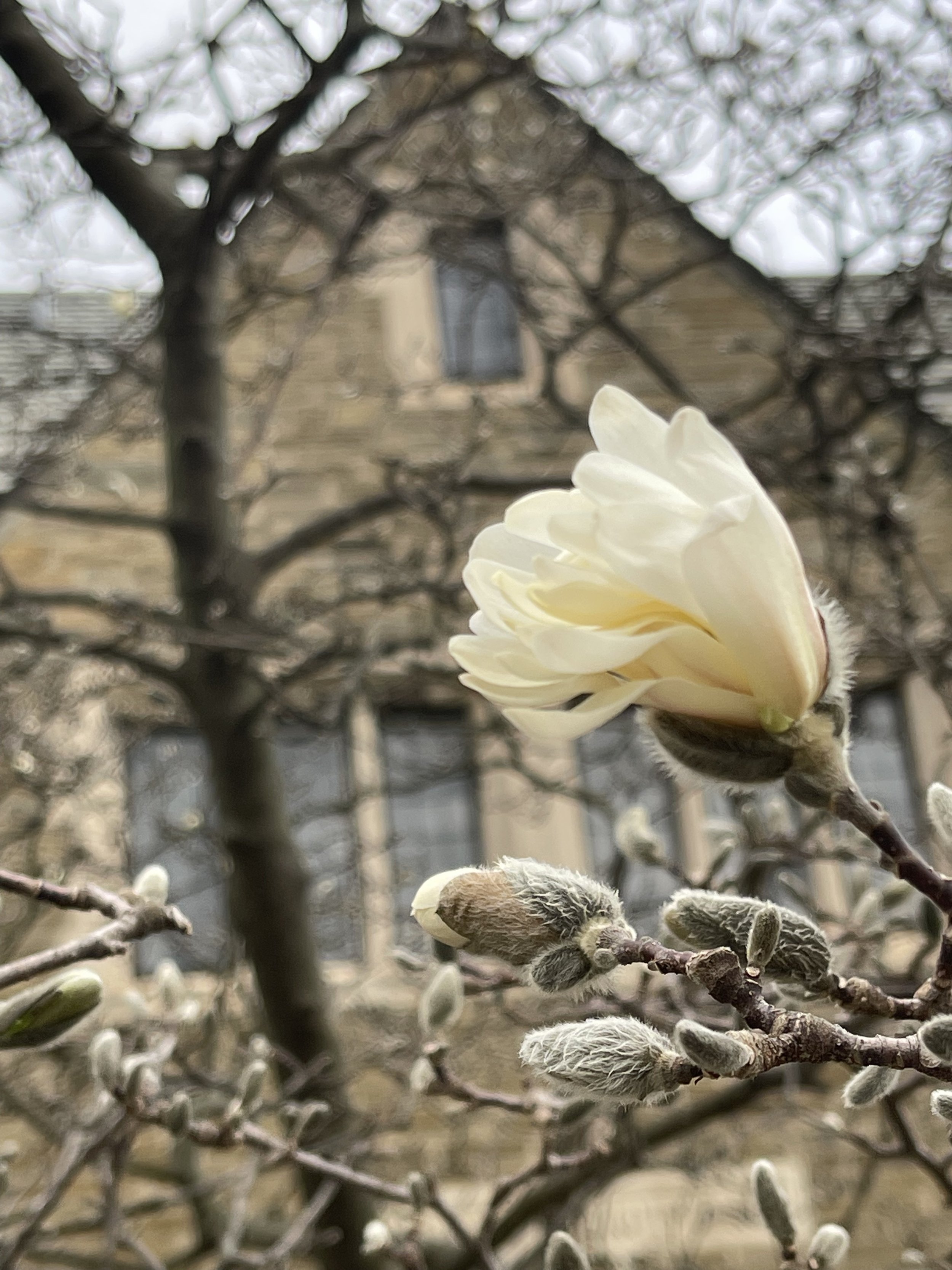 A blooming white magnolia flower on a tree branch, at an Ivy League institution.
