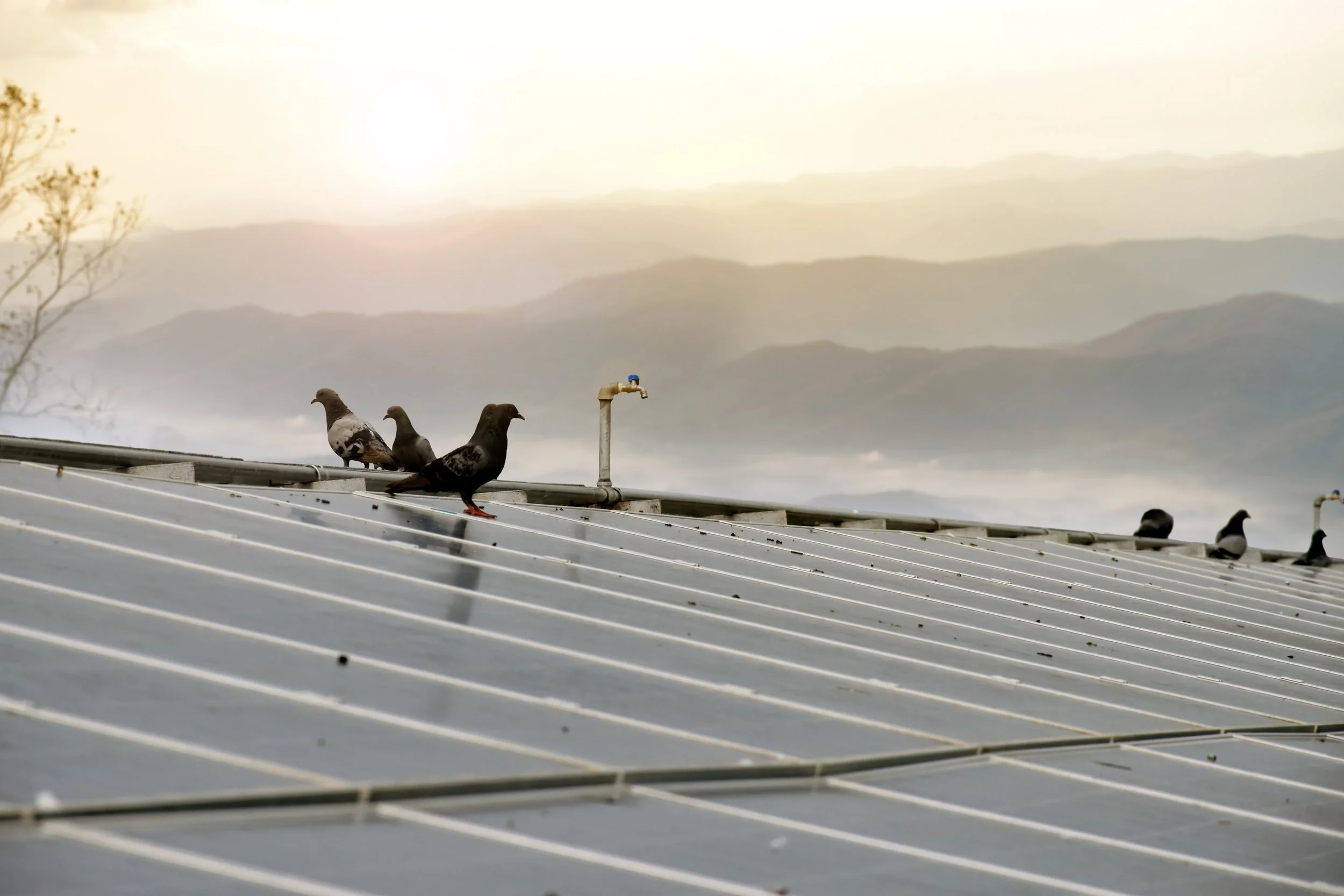 Solar Panel Bird Proofing