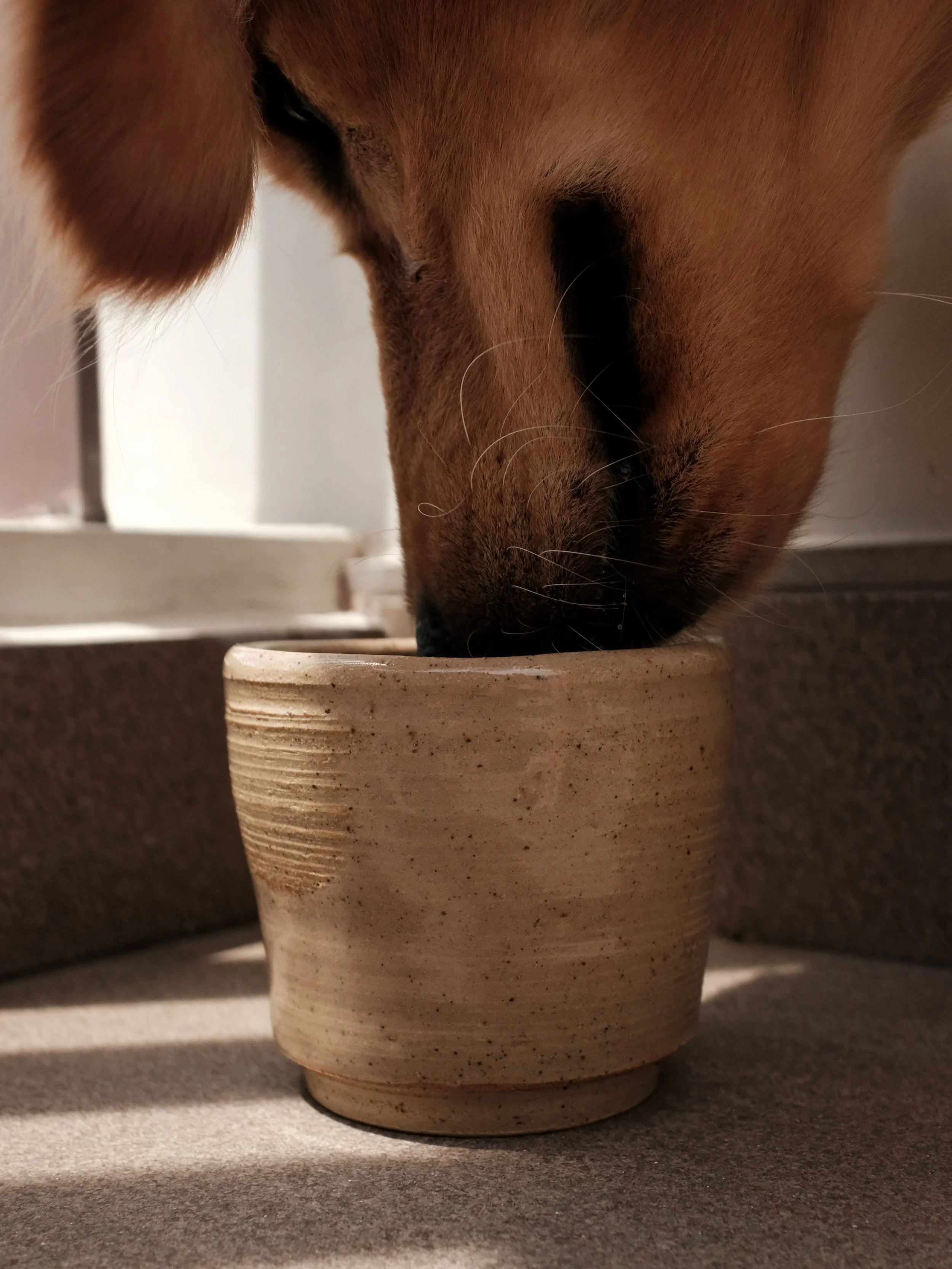 🫖🫕🥣

2026, April. Pottery Musings: 8 of 8.

lesson 8: style

curating for artistic value vs commercial value; what you want vs what you think people want. think of it as a venn diagram - best if you find the intersection of both subsets. that&rsqu