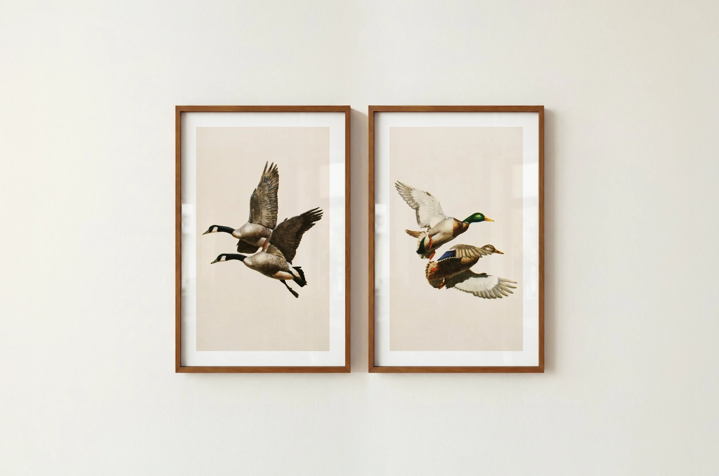 Mallard Duck Prints: Retro Outdoors Art, Set of 2