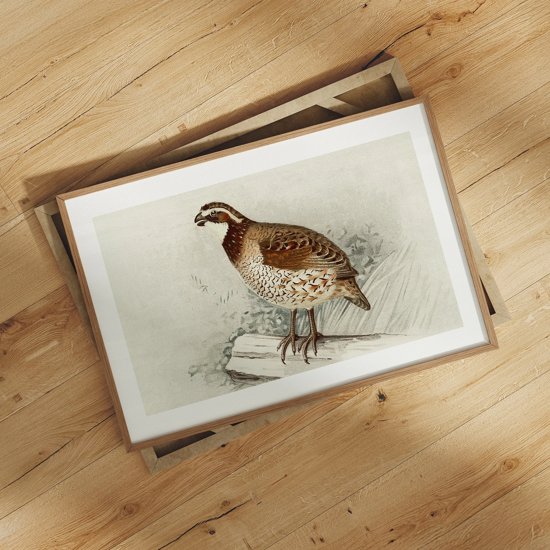 retro-quailbird-print.jpg