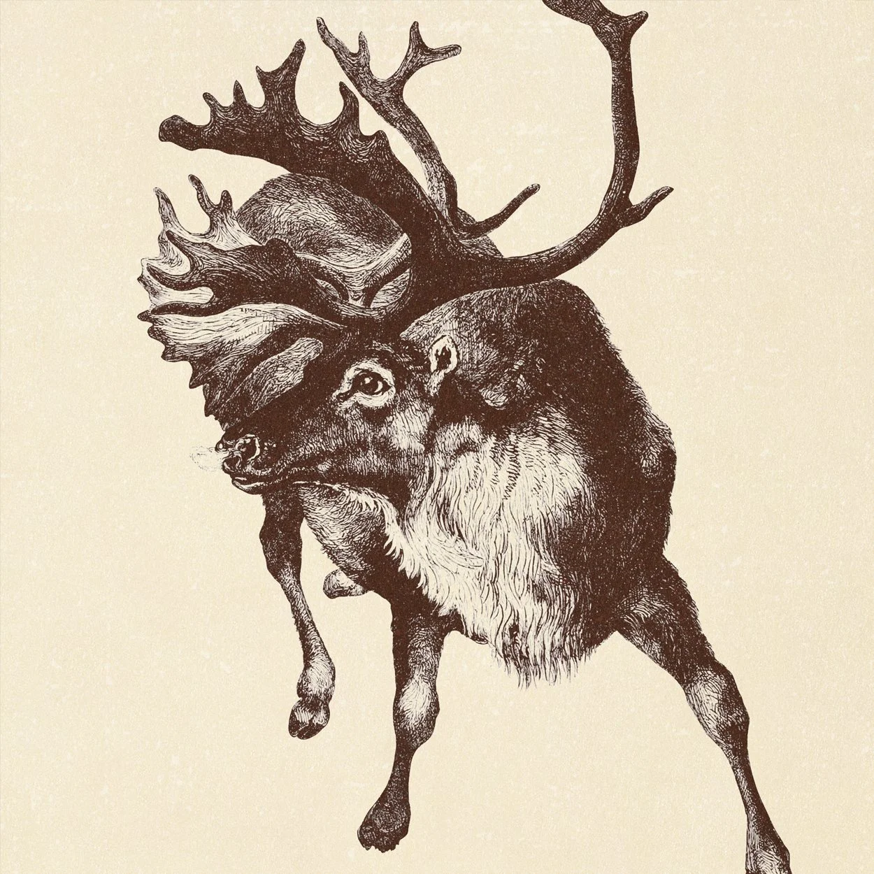 A detailed neutral colored illustration of a reindeer with antlers.