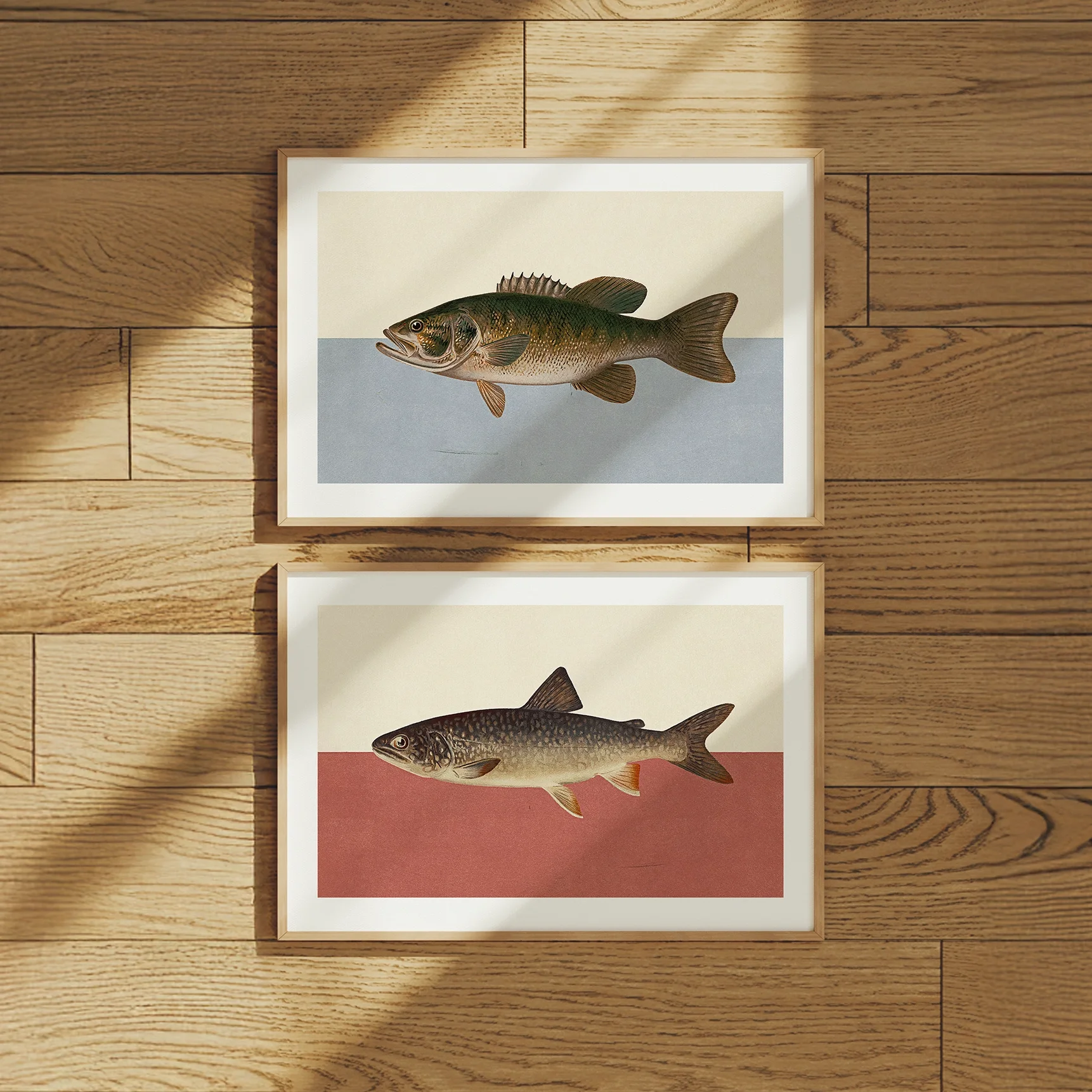 colorblock-fish-prints.webp