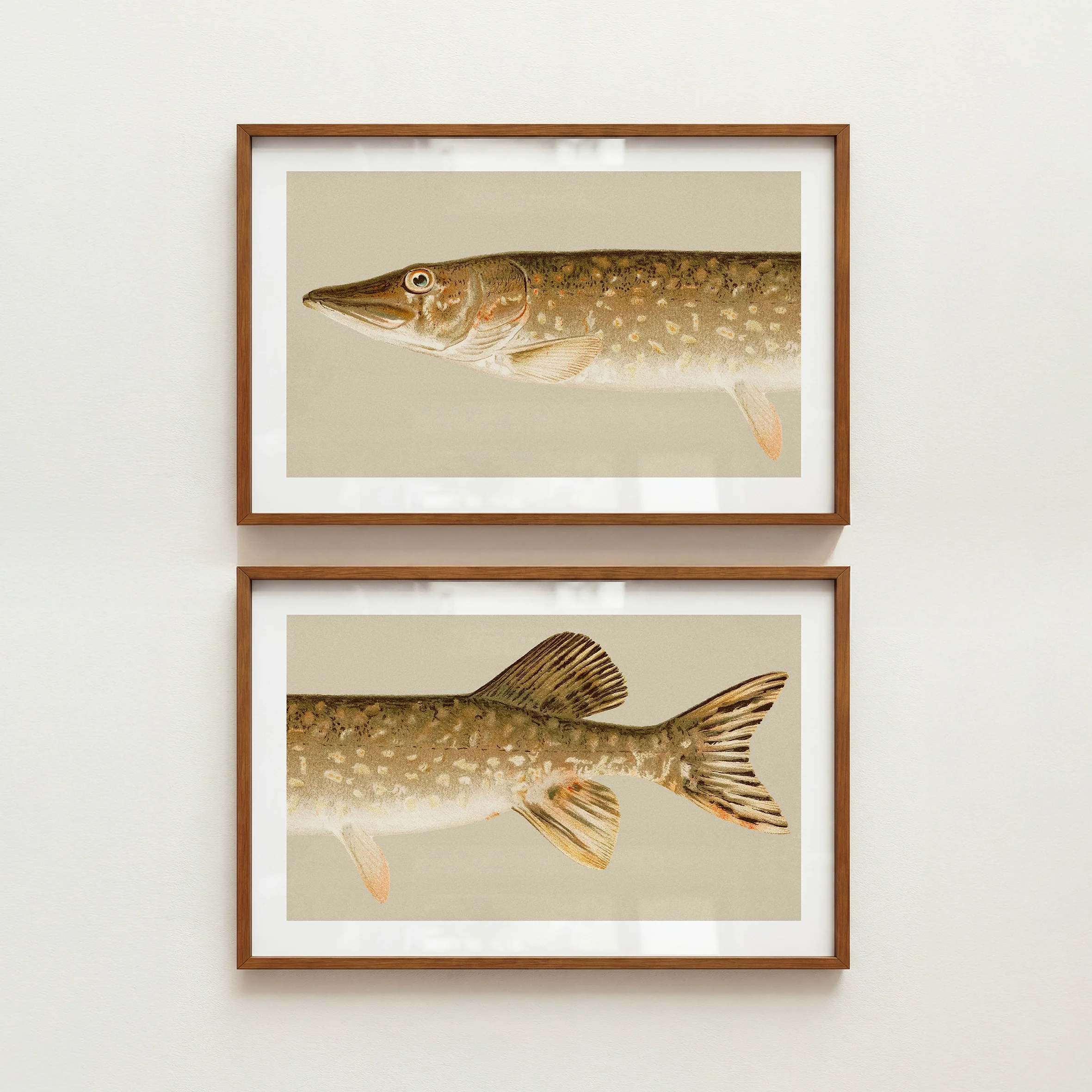 Split Pike Fish Prints - Retro Lake House Posters, Set of 2