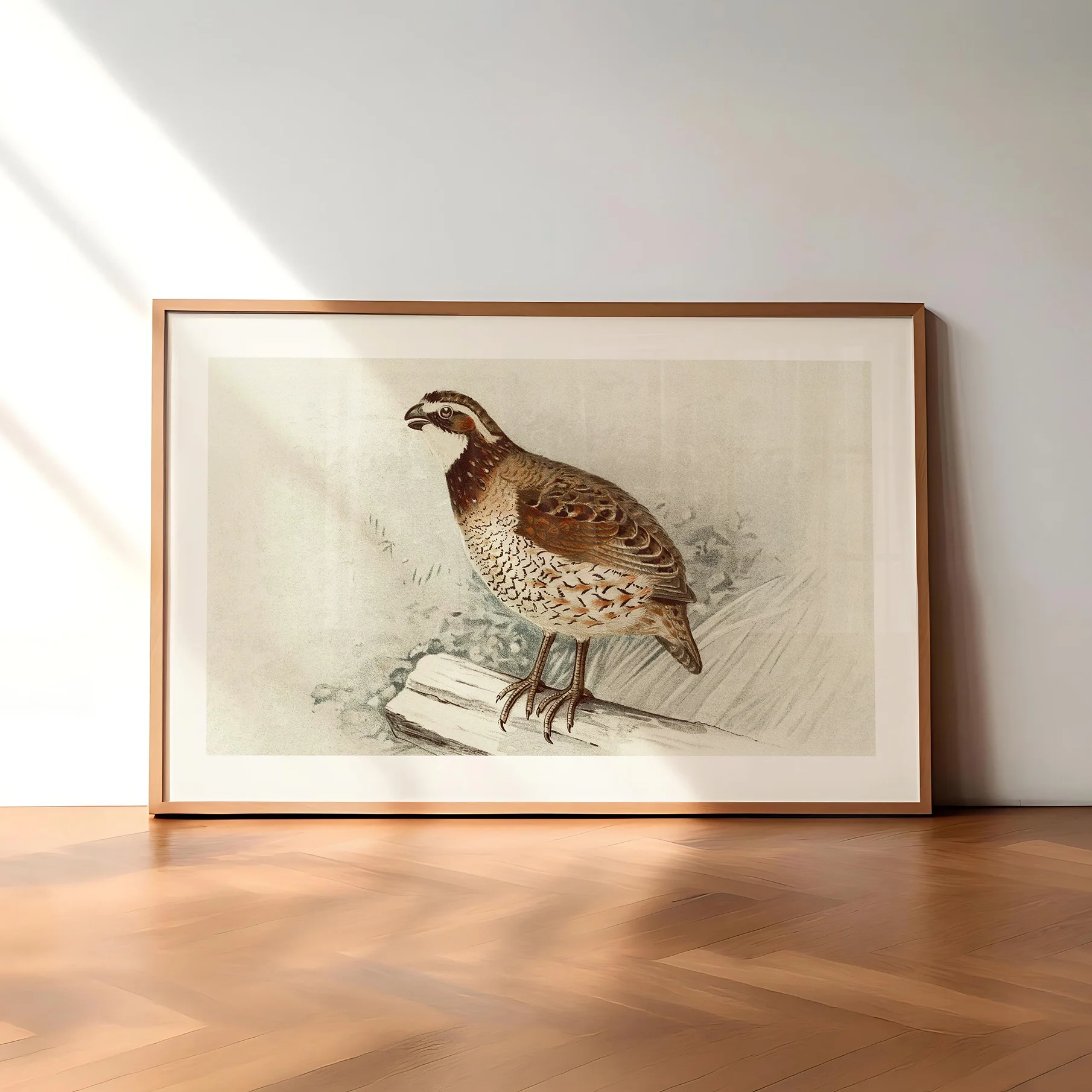 vintage-quailprint.webp