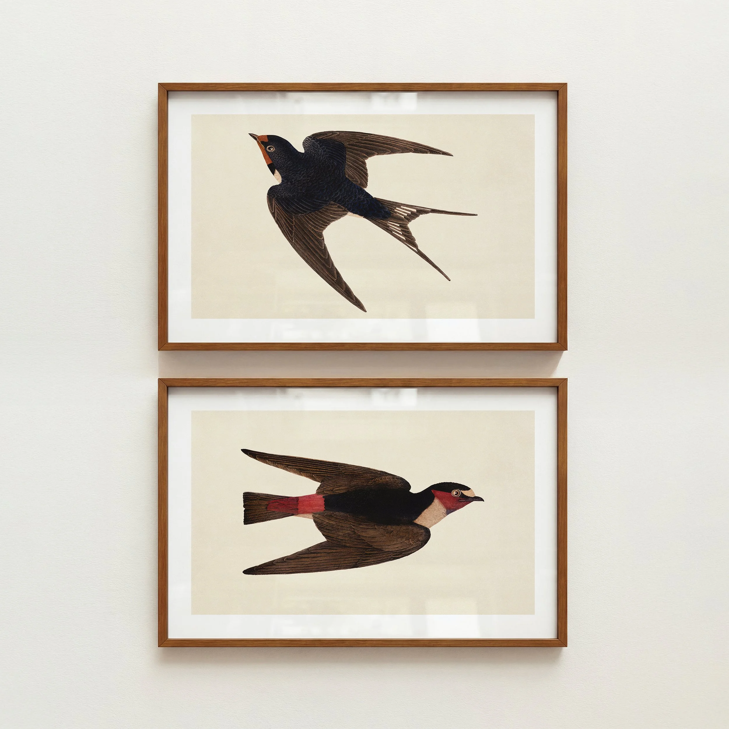 Two framed illustrations of birds with black feathers and long tail feathers, displayed on a white wall.