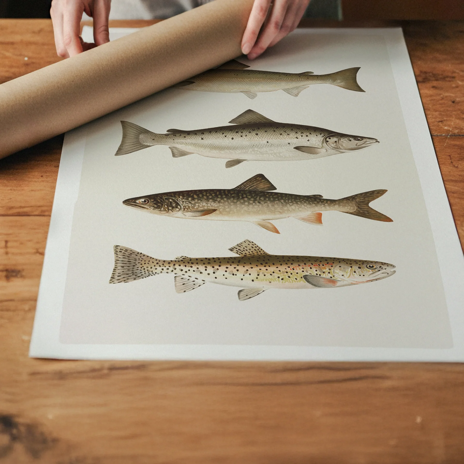 salmon-trout-fish-print.webp