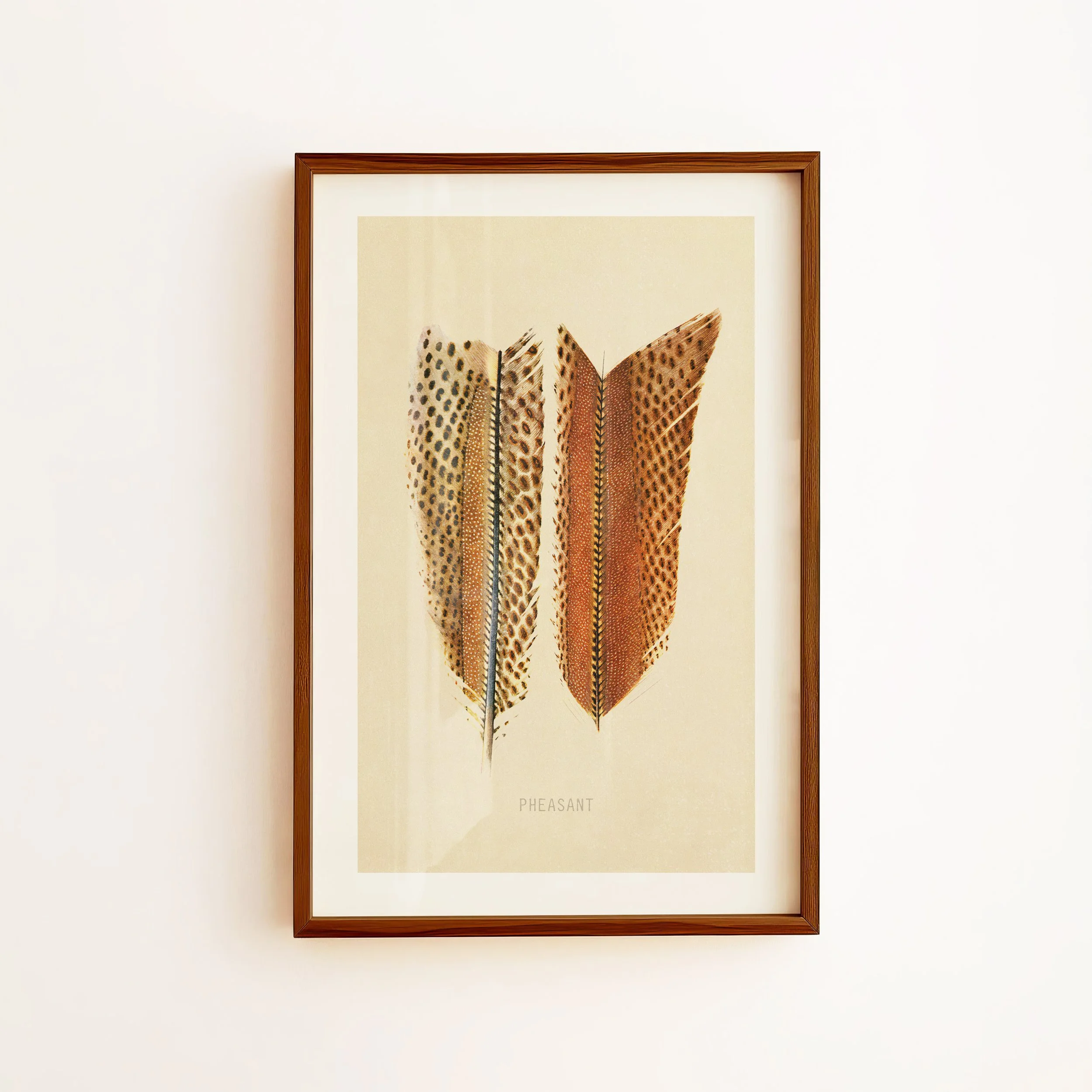 Pheasant Feathers Print - Retro Wildlife Poster