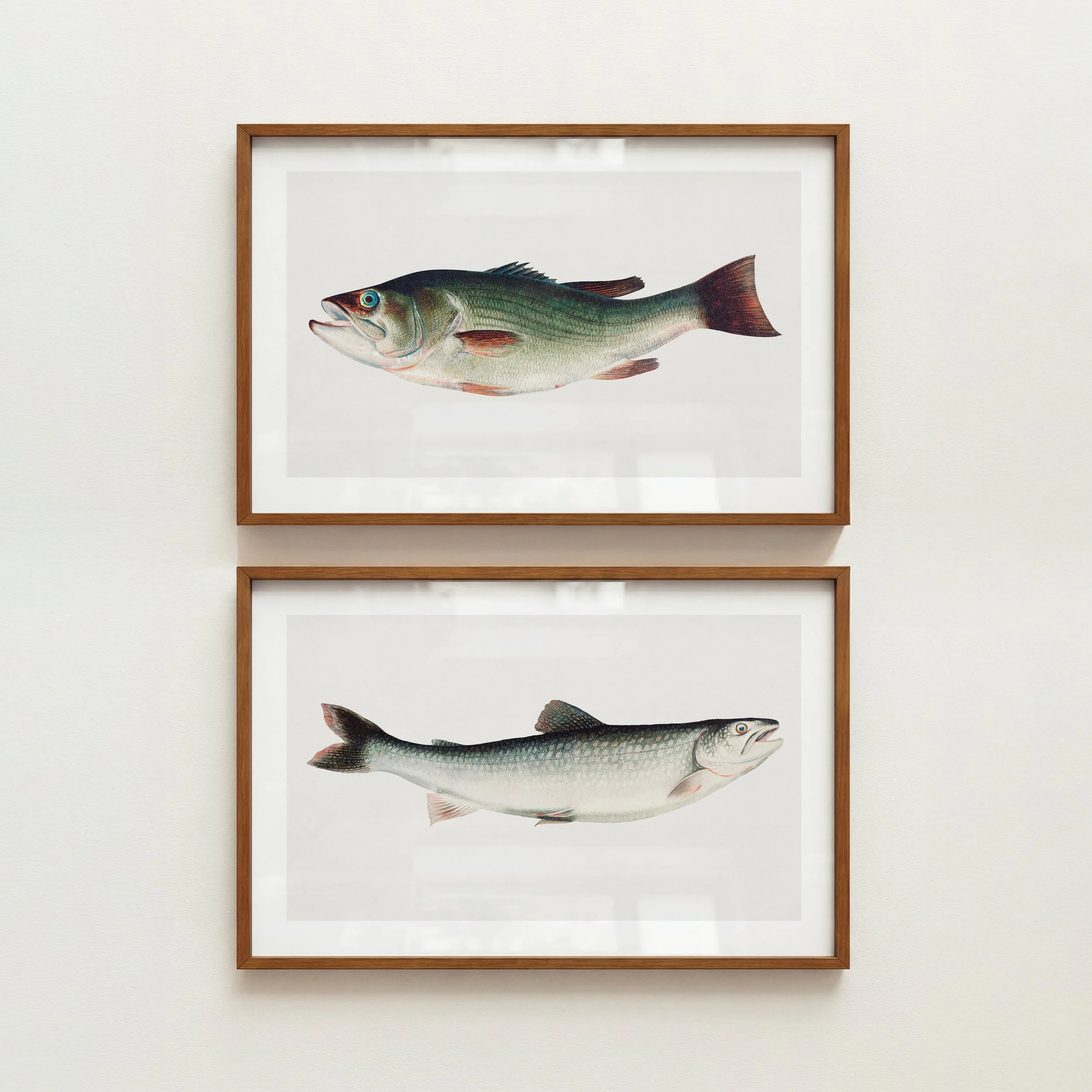 Bass + Trout Fish Prints - Retro Lake House Posters, Set of 2